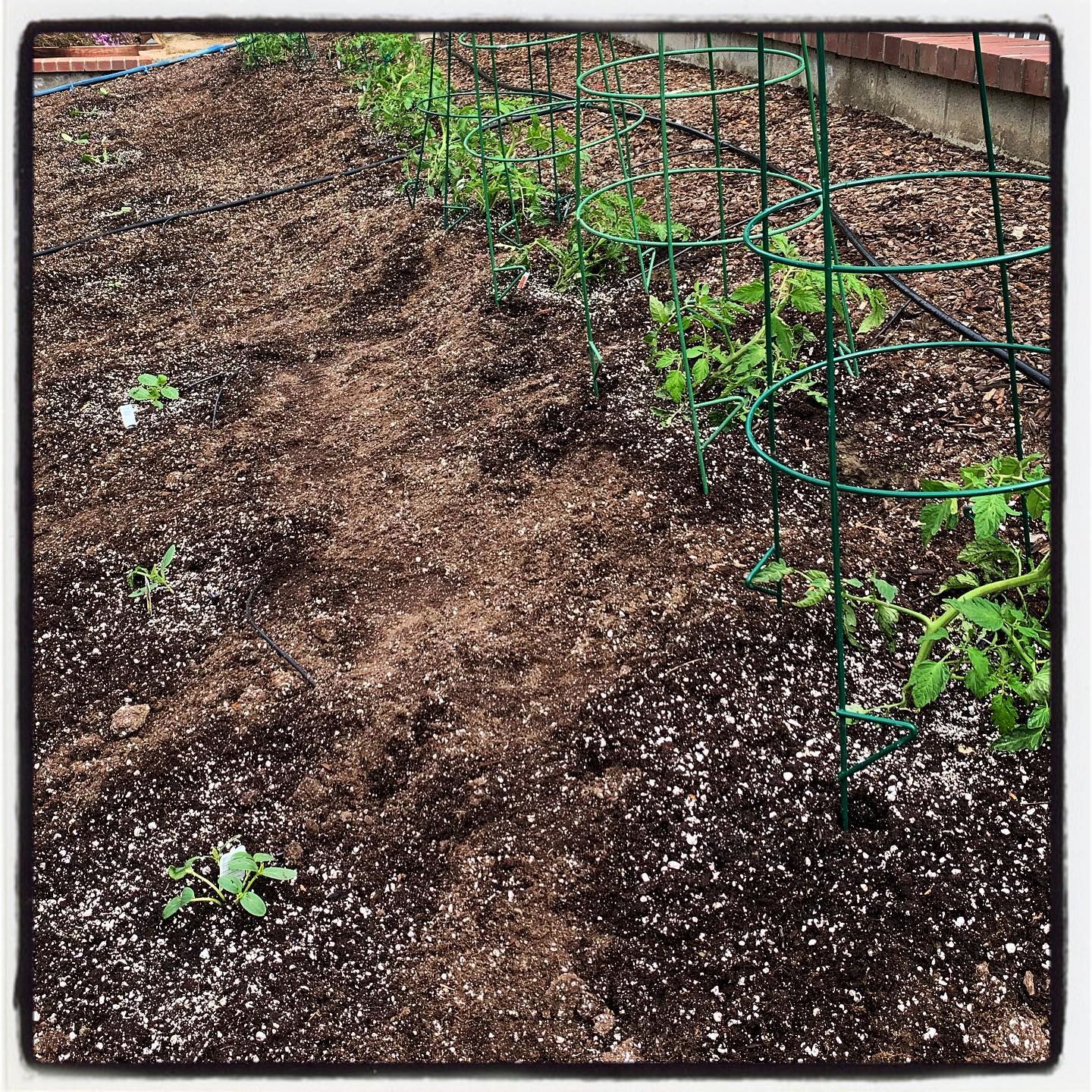 Got to do some gardening yesterday at #sutterhealthpark! We planted a bunch of early girl tomatoes, cucumbers, yellow squash, spaghetti squash, and a few varieties of peppers! All planted with our Myko Start Paks for the perfect blend of mycorrhizae and organic fertilizer. #oto #growyourown #organic #tomato #cucumber #squash #pepper #garden #gardenchat #gardening #greenthumb