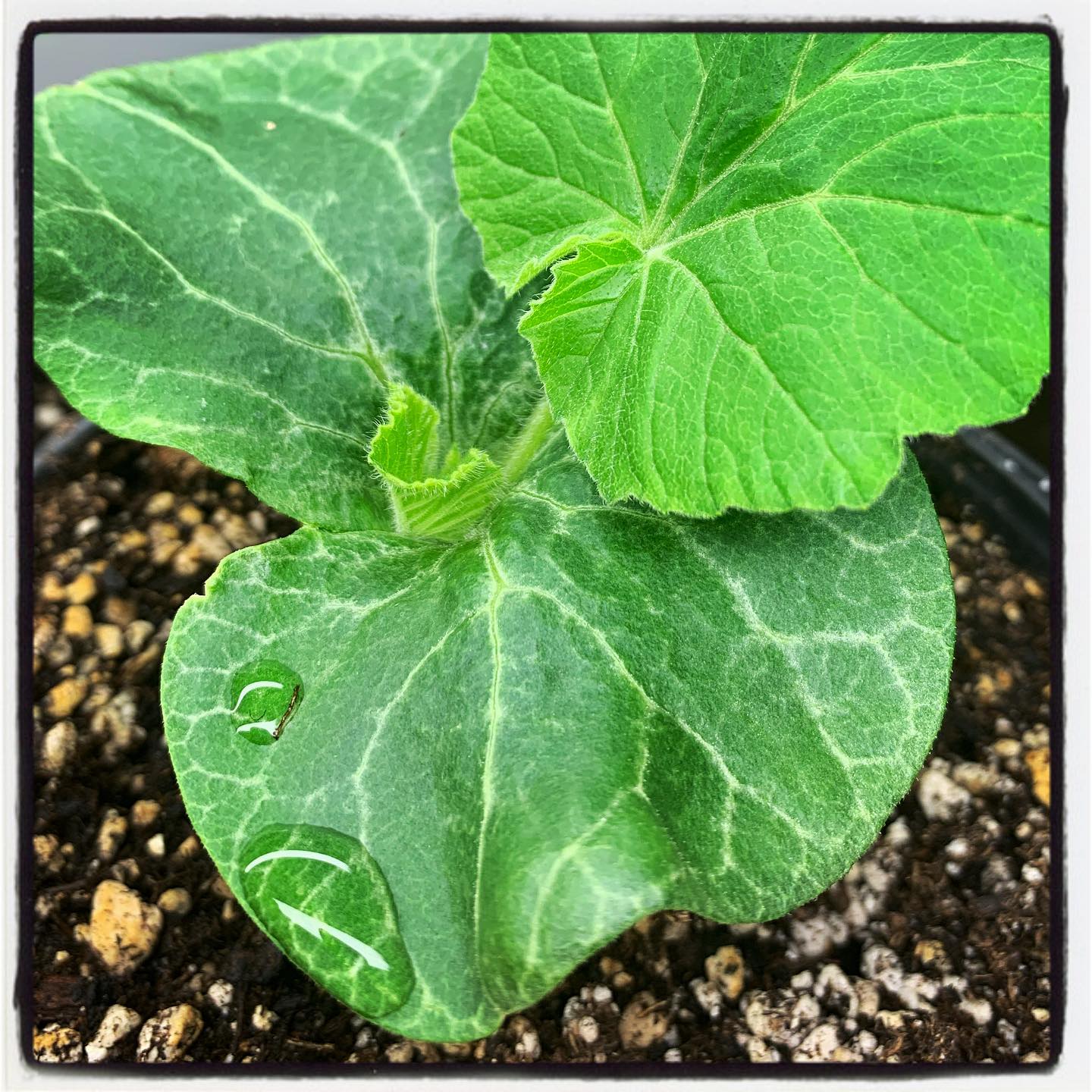 Who’s growing a giant vegetable this year? #oto #growyourown #organic #gisntpumpkin #garden