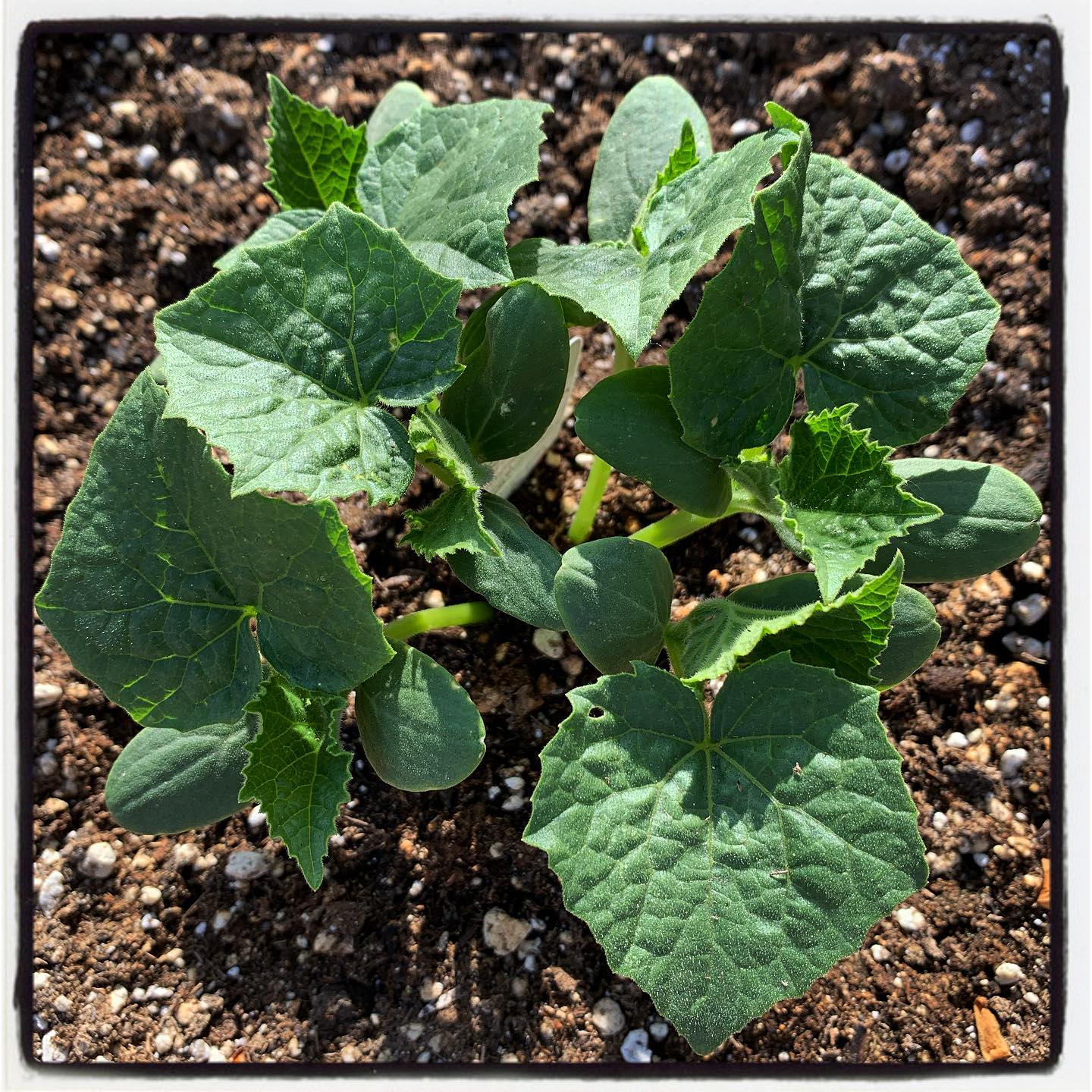 Cucumbers looking happy after being in the ground for a week. Transplanted with a few of our Myko Start Paks (organic fertilizers + mycorrhiza) and some additional #Mykos and #Azos. #oto #growyourown #organic #gardening #gardenchat
