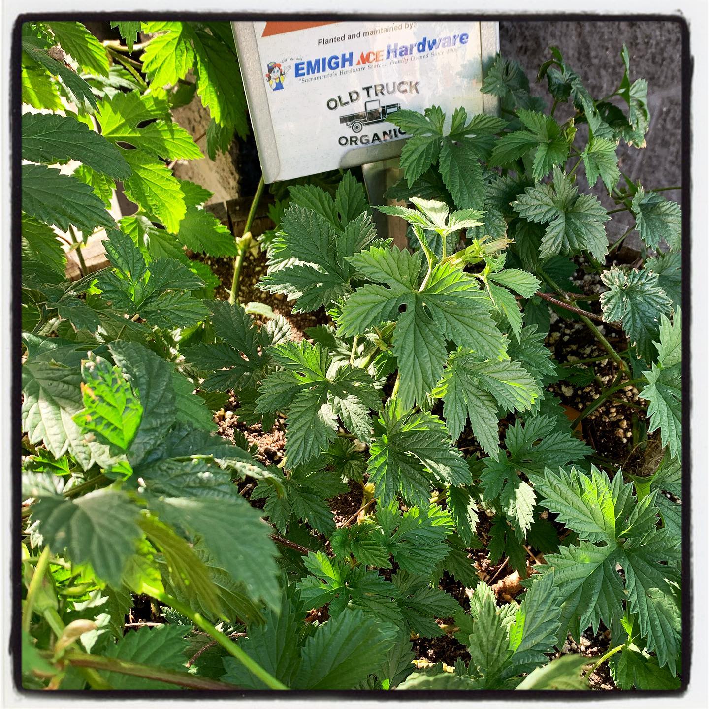 Hops came back this year even stronger! Will have to take some cuttings of this plant and grow more! #oto #growyourown #organic #hop #garden #gardening #greenthumb #gardenchat #sutterhealthpark
