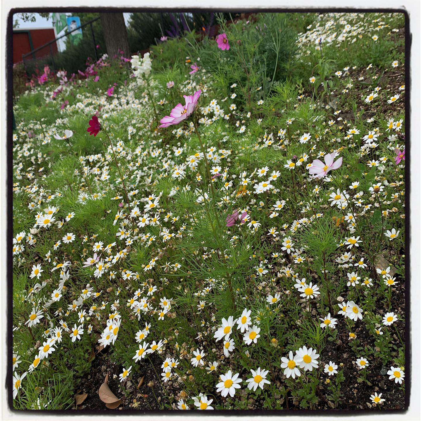Last year we planted a bunch of marigolds, daisies, cosmos and other flowers on this unused hillside. This year the daisies came back and stronger than before, totally transforming this hillside to a lush #pollinatorgarden. All initially planted with our Myko Start Paks! 🌼🌸 #oto #growyourown #organic #flower #garden #gardenchat #gardening #greenthumb #sacramento #sutterhealthpark