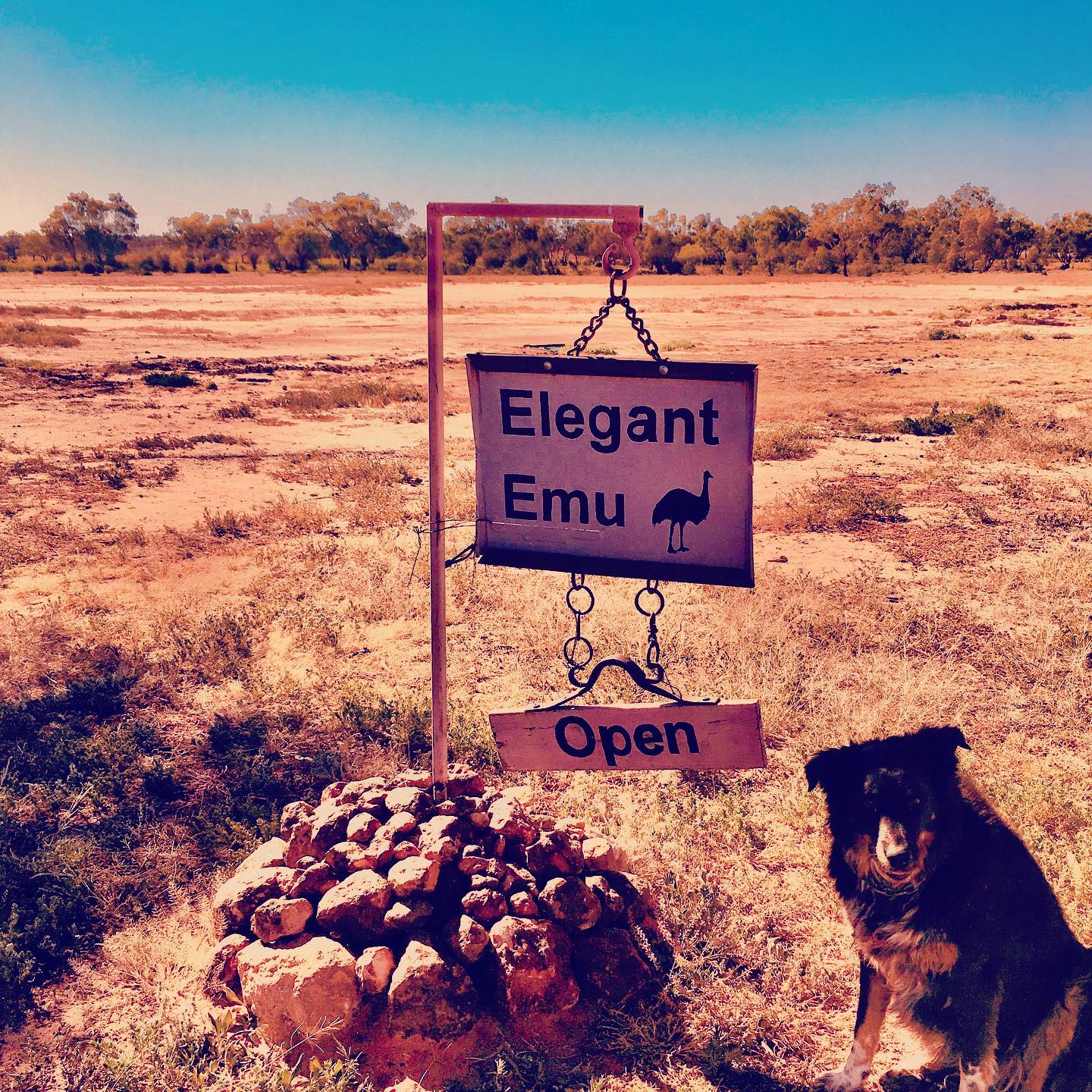 Our Mabel the friendliest dog 🐕 in the universe... missing you ... see you in 2021.... #elegantemu #cristinaforfairtrade #CFFT #adavale #quilpieshire #outbackqld #australia #hellholegorge #visitadavale #queensland #dog