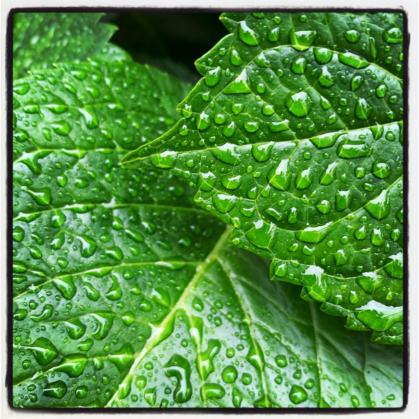 Wet mornings call for awesome photos opportunities! #hydrengea #oto #growyourown #organic #flower #garden #gardening #gardenchat #greenthumb