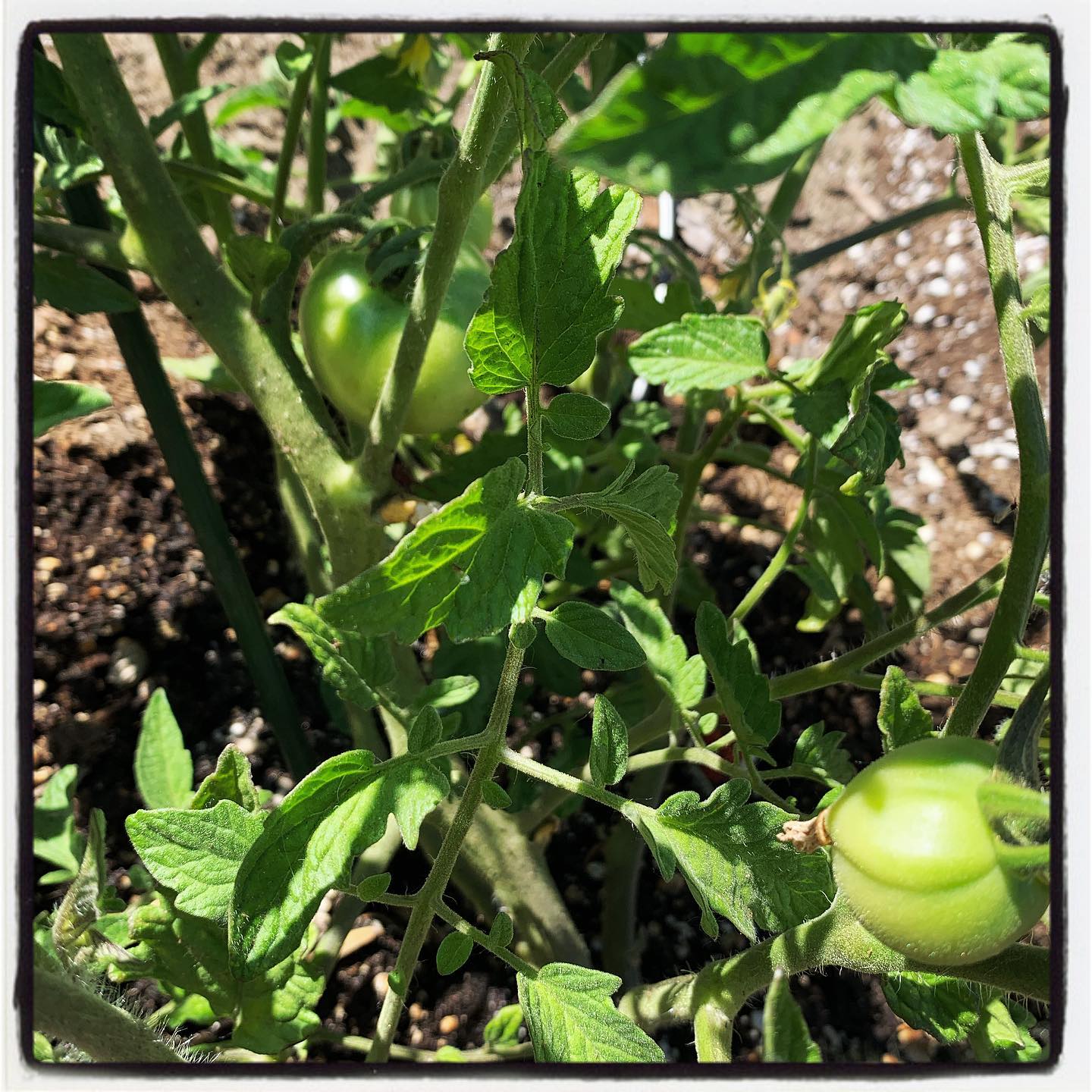 First tomatoes of the year! These Early Girl variety living up to its name with only three weeks in the ground! #oto #growyourown #organic #tomato #garden #gardening #greenthumb #gardenchat