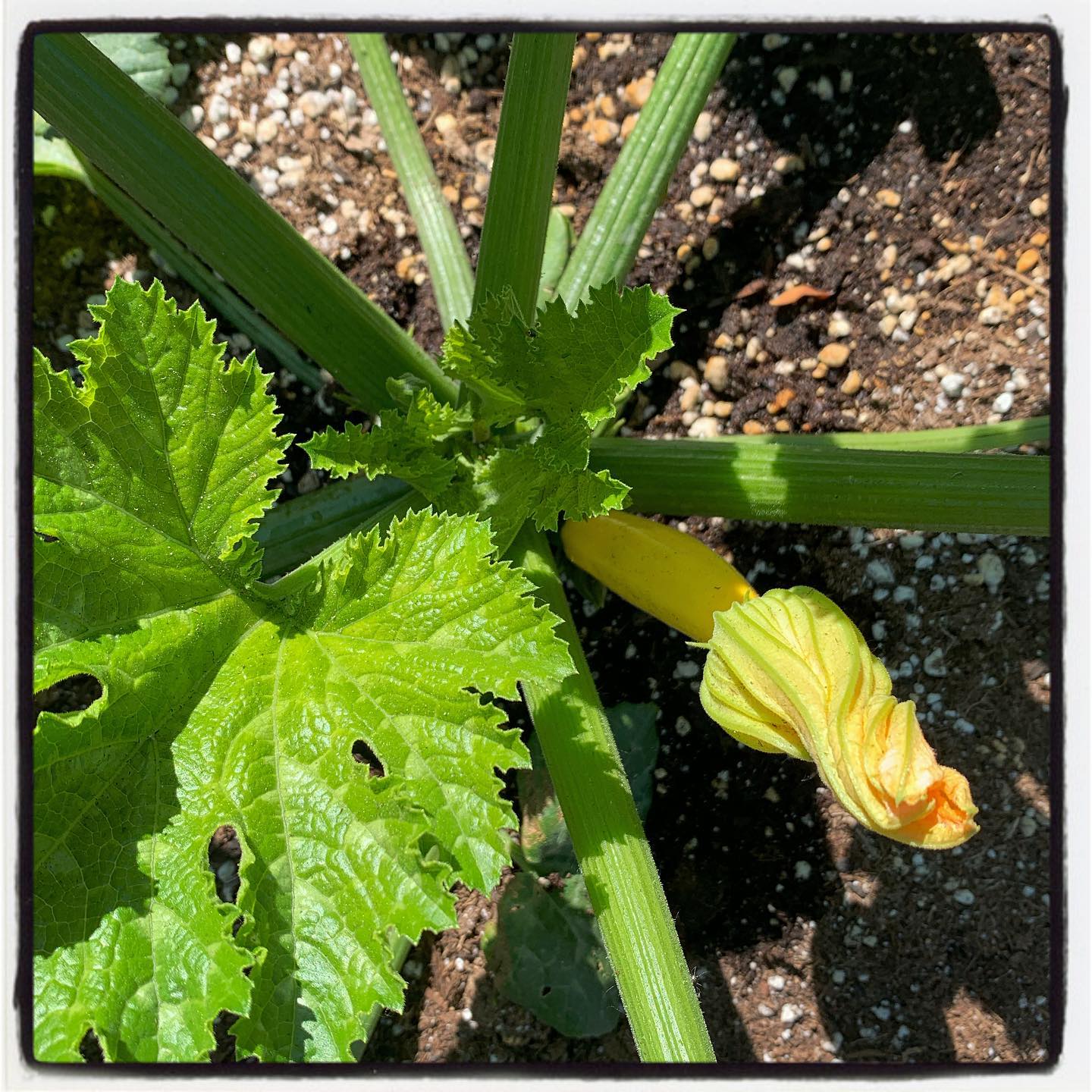 The squash is also growing very fast! #oto #growyourown #organic #squash #garden #gardenchat #gardening #greenthumb