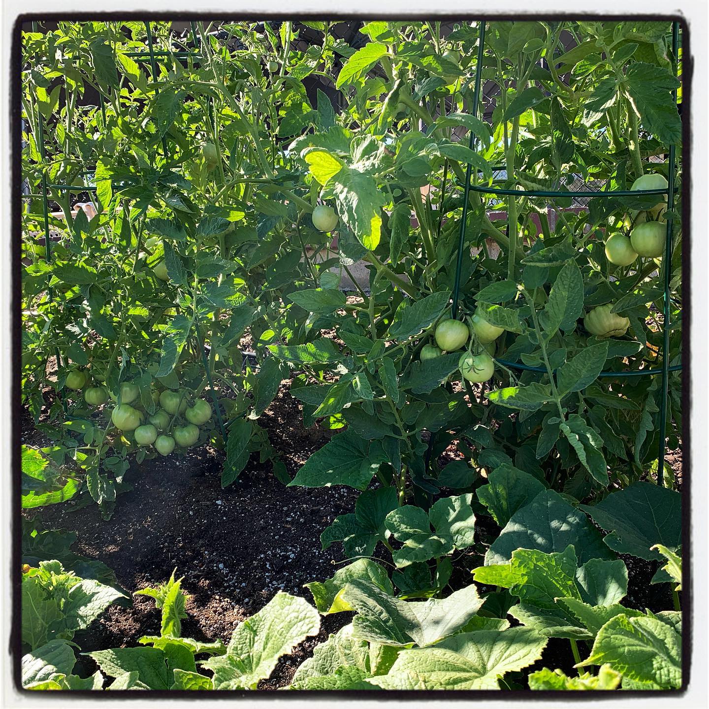 Here’s an update of the tomato plants this week! Counted at least 23 🍅 in this photo alone. #oto #growyourown #organic #tomato #garden #gardenchat #gardening #geeenthumb