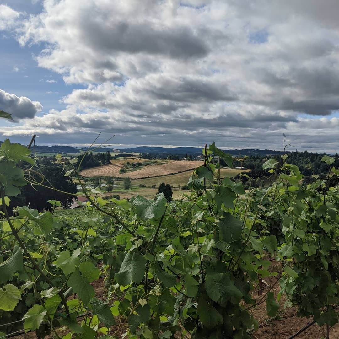Can't beat this day if you have to be suckering and hedging.