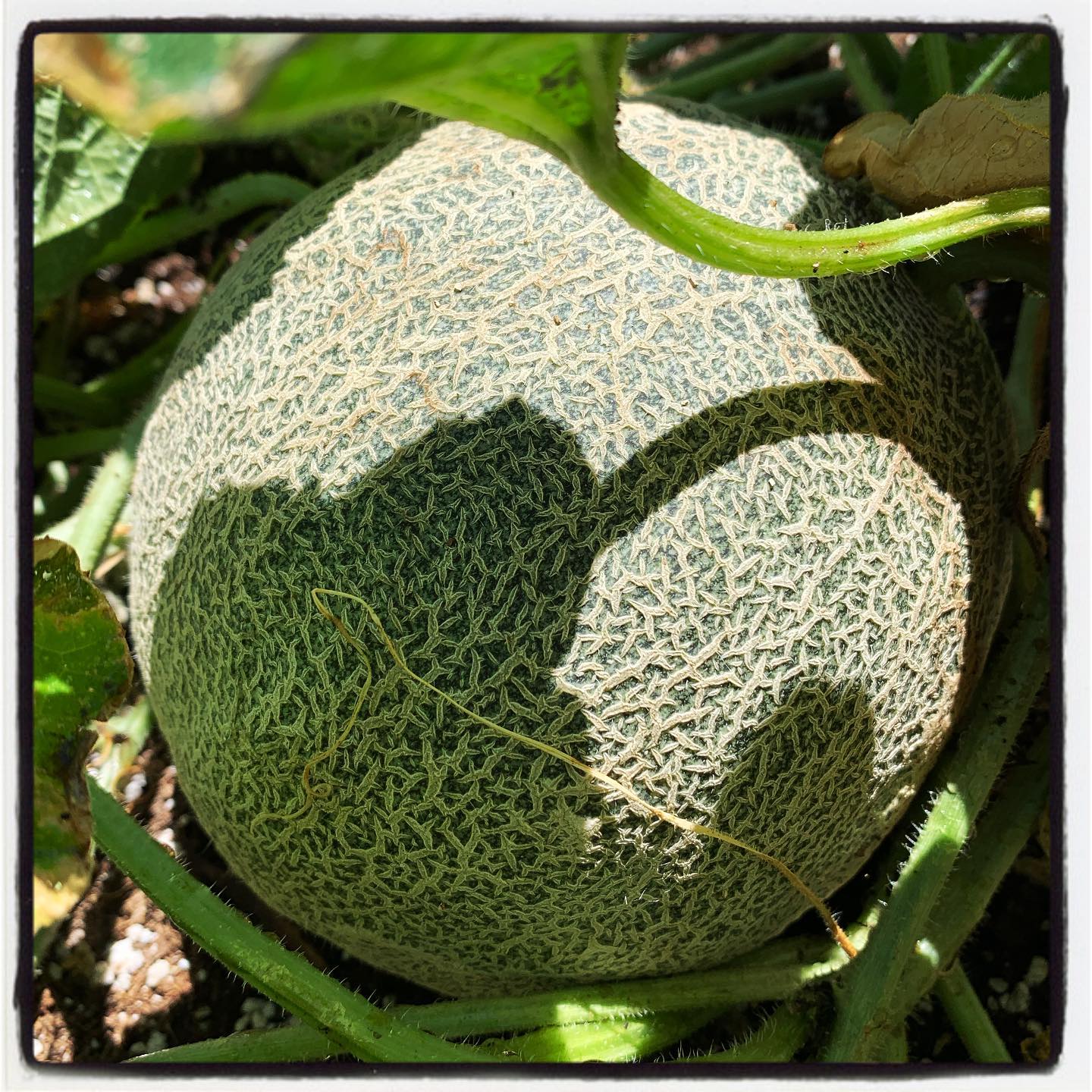 First time growing #honeydews and I couldn’t be more excited!! #oto #growyourown #organic #fruit #garden #gardening #gardenchat #greenthumb