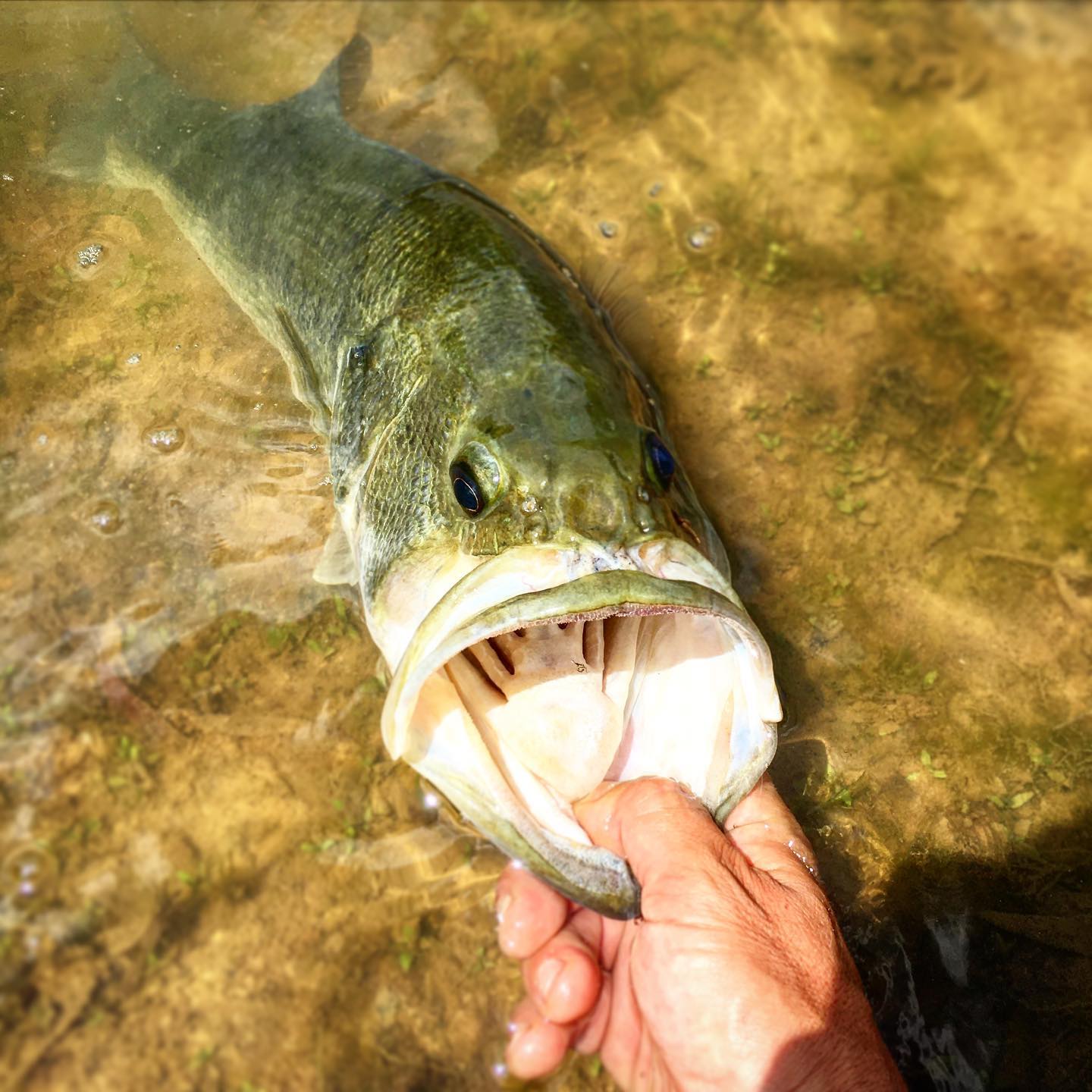 Big ol’ pond pig. It nailed a damsel fly nymph. #bucketmouth #largemouthbass #flyfishing #shenandoahvalleyflyfishing #coolwateroutfitters #bass #dogdays #pond