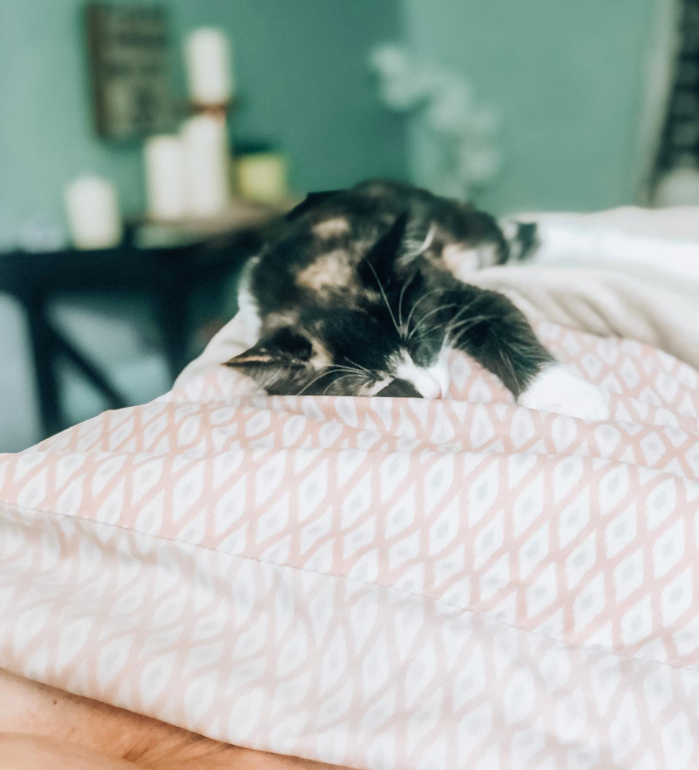 Why is this not a thing yet? We will provide sleeping kittens to cuddle on you during your massage 💆 😍
#kittentherapy #kittensofinstagram #massagebuddy #massagetechniques #massagetherapy #massagetherapist #relaxing #calm #pettherapy