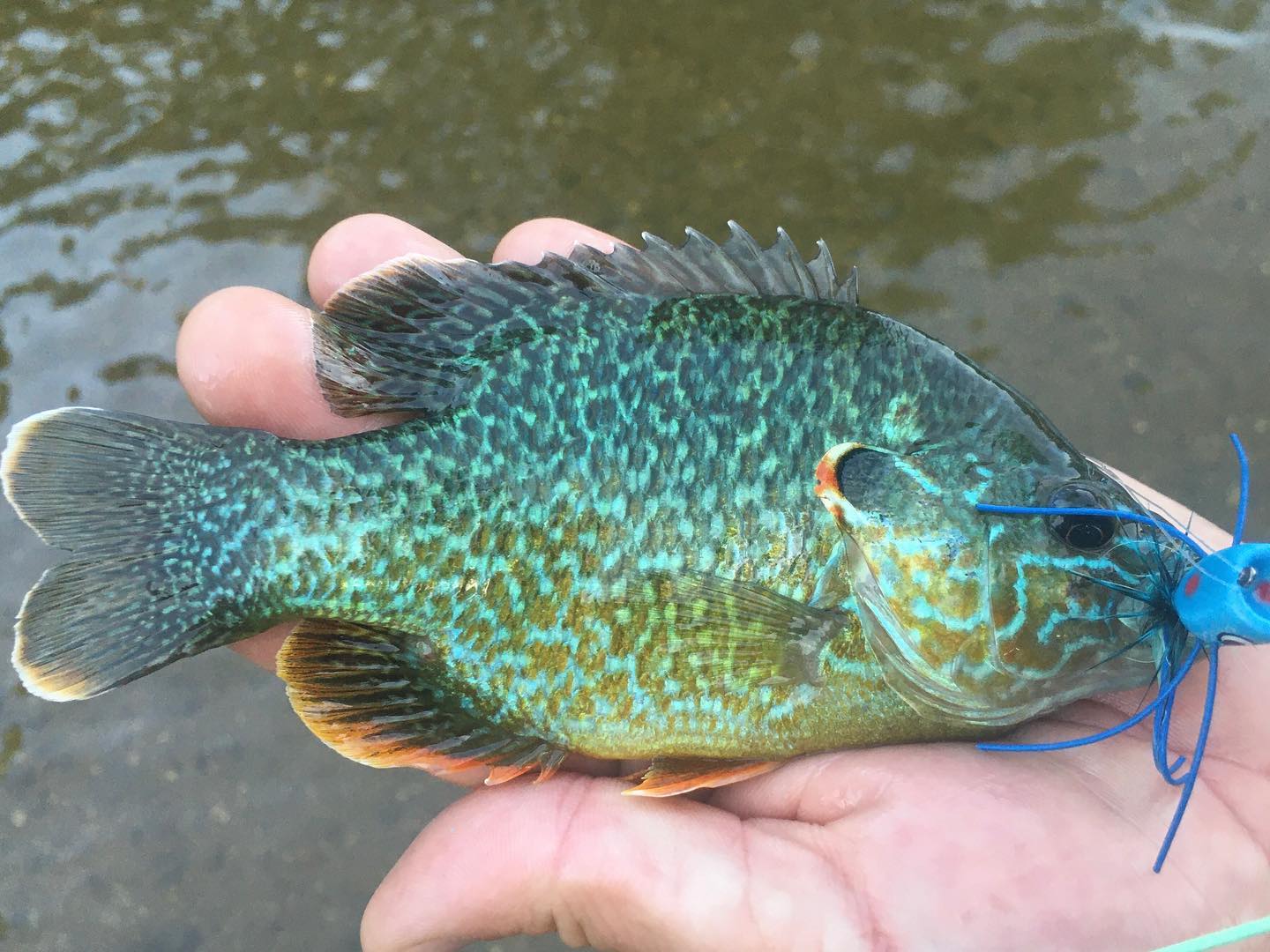 These colors are electric! #nofilter #shenandoahvalleyflyfishing #flyfishing #poppers