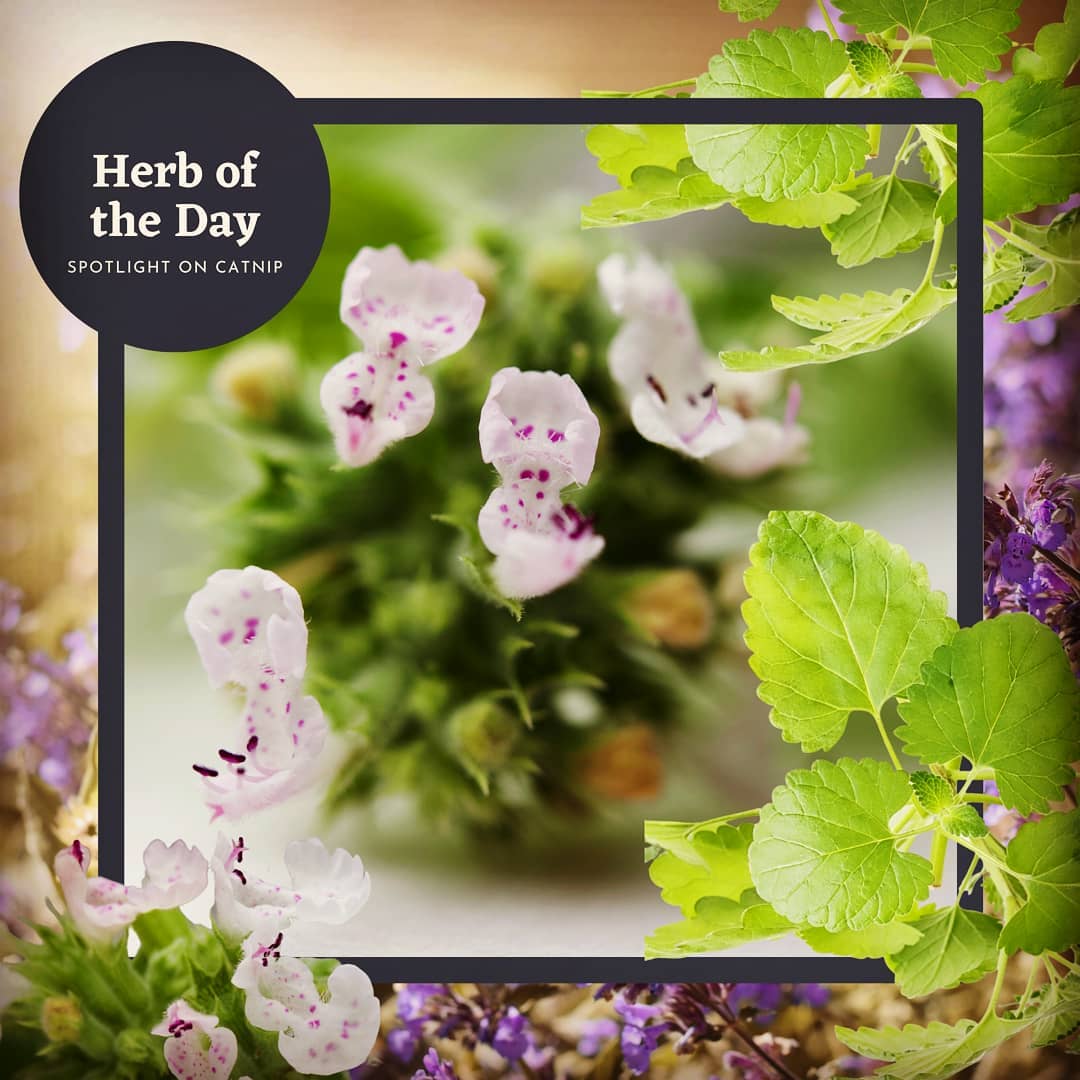 Catnip not just for cats!
.
Catnip has the opposite effect on people.. Where felines get crazy hyper when they chew on the plant, it actually acts as a calming sedative for humans. It's a very gentle and safe herb, even for babies. And a wonderful herb to add to a homemade gripe water.
.
More on Catnip https://willowb.ca/58/2450
.
.
#herbalism #camping #hiking "willowb #benatural #findbalance #aromatherapy #healthylifestyle #bodypositive #anxiety #calm #calmmind #natural #gogreen #chemicalfree #betterchoices #allnatural #colic #babysafe #catnip #gardening #edible #medicinalherbs