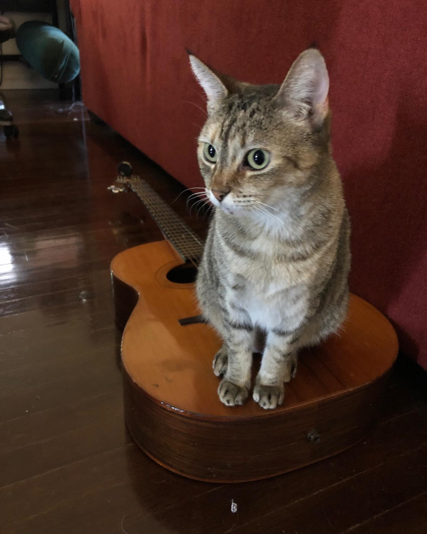 Savannah wants to get in on some rock n roll action. #noahbenjaminmusic #guitar #music #lamusic #lyrics #songwriter #poetry #rockandroll #album #longliverocknroll #musician #artist #catsofinstagram