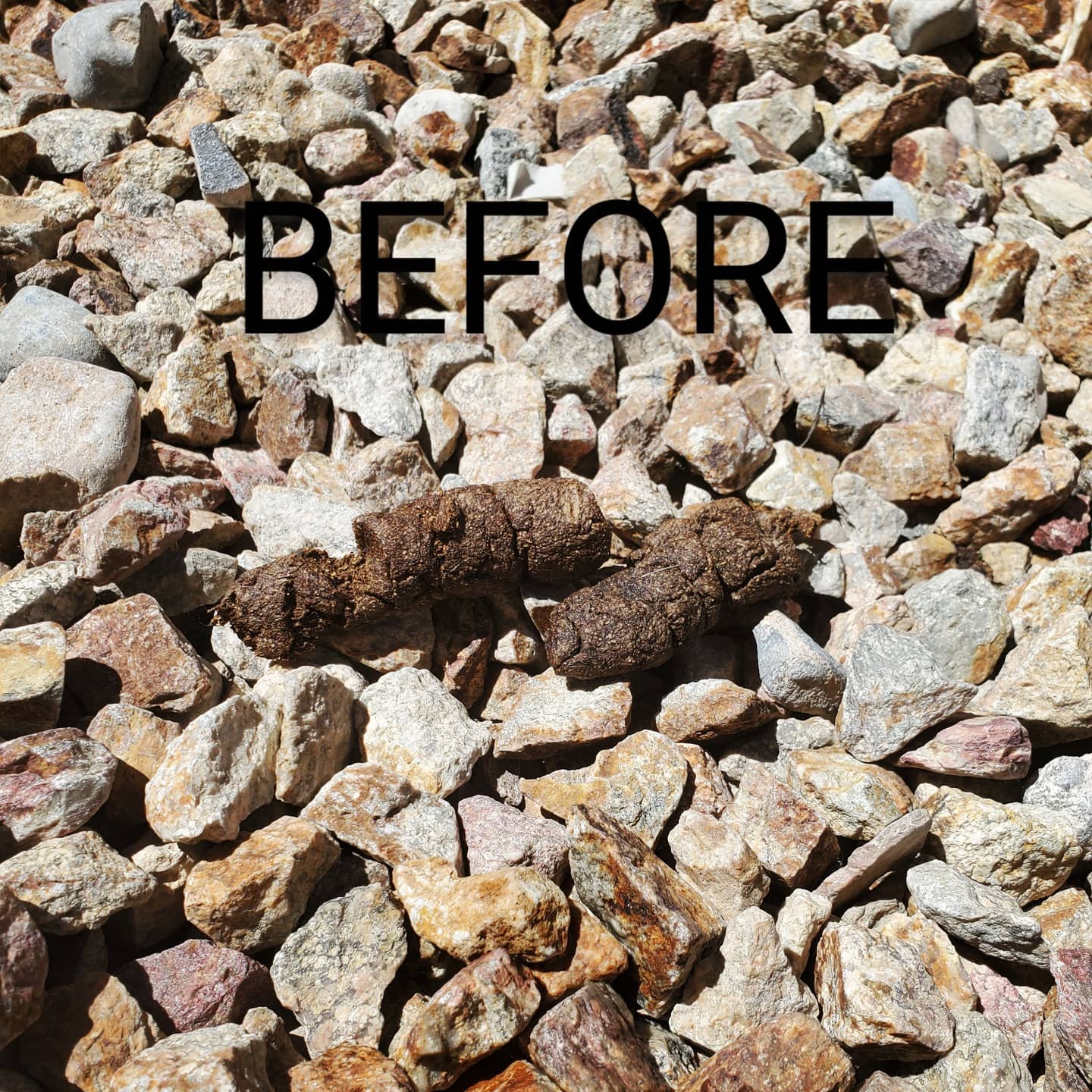 Don't just throw it away TURD IT AWAY!
• Eco-Friendly pooper scooper service • Complete Dog Waste Clean Up & Haul Away
• Scent Relief
• Biodegradable products
• Fecal matter testing (optional)
Call now for a #freeestimate #7024620050 #pooperscooperservice #turditaway #fecalmatter #poop #dogpoop #catpoop #poopoo #caca #turd #haulaway #cleanyard #healthy #feces #environmentalhealth #cleanenvironment