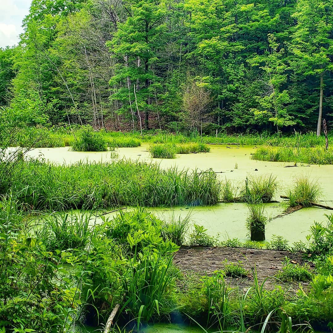 Go Green!
.
.
#herbalism #camping #hiking #willowb #findbalance #aromatherapy #healthylifestyle #bodypositive #anxiety #calm #calmmind #grounding #natural #gogreen #chemicalfree #befree #betterchoices #allnatural #selfheal #greenliving