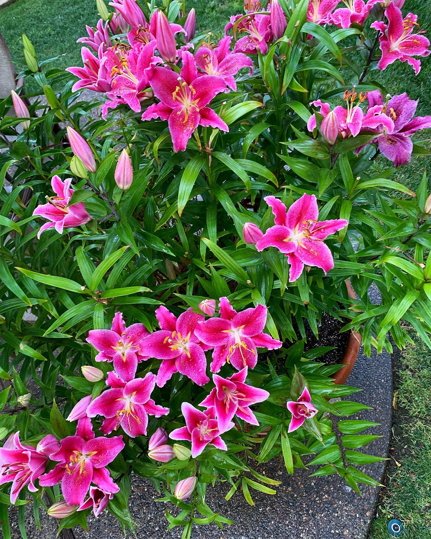 Here’s another look at our Lilly garden, too nice not to share! #oto #growyourown #organic #lilly #flower #garden #gardening #gardenchat #greenthumb