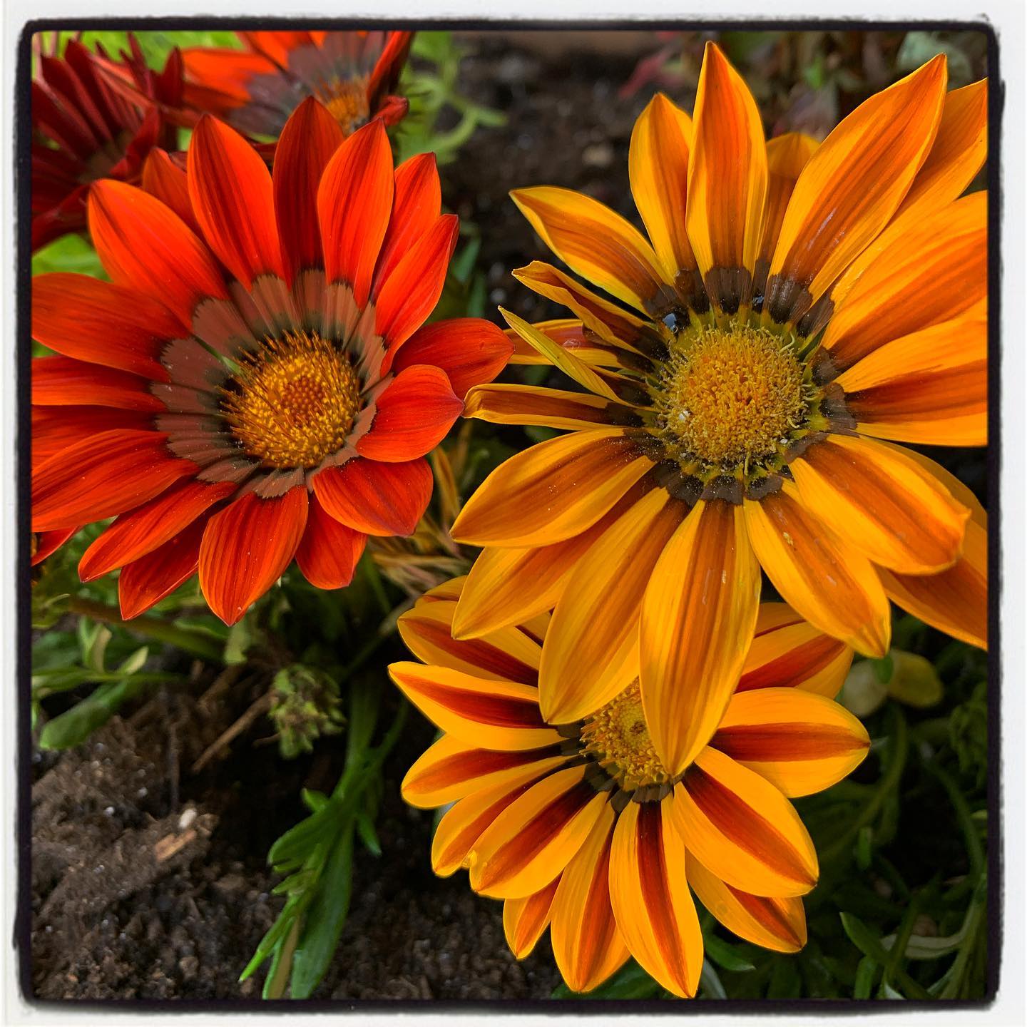 Added some our organic Rose & Flower fertilizer to keep these flower pots pumping with lots of blooms! #oto #growyourown #organic #flower #daisy #garden #gardenchat #gardening #greenthumb
