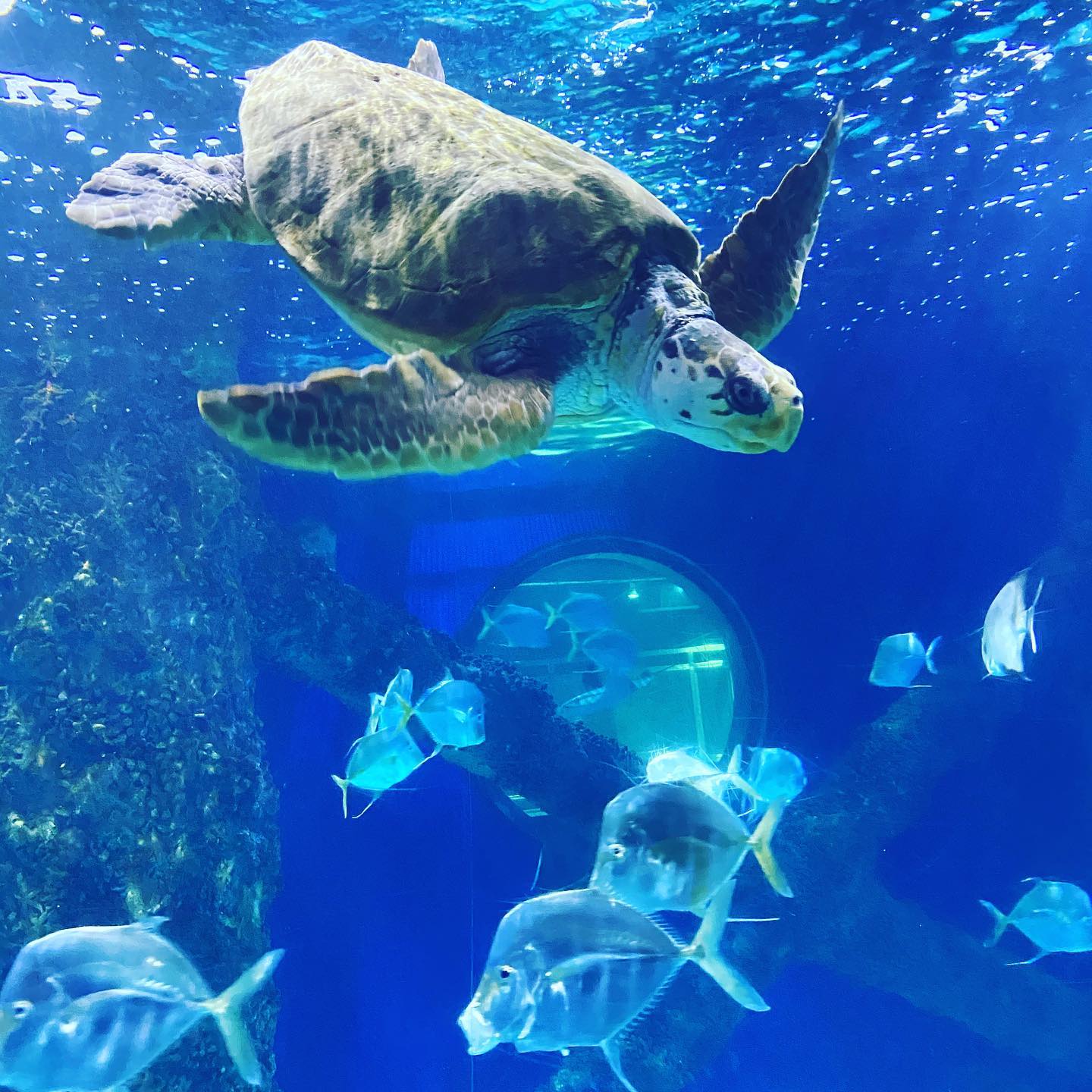 Spending a day with the fishes🐠🐙🦈 @vaaquarium #fishies #aquarium #seals #sealife #turtle #virginia #virginiabeach #aqua #underwater #fish #conservation #animalconservation #iloveanimals #shore #seashore #aquatic #beach #water #oceanlife #oceanic