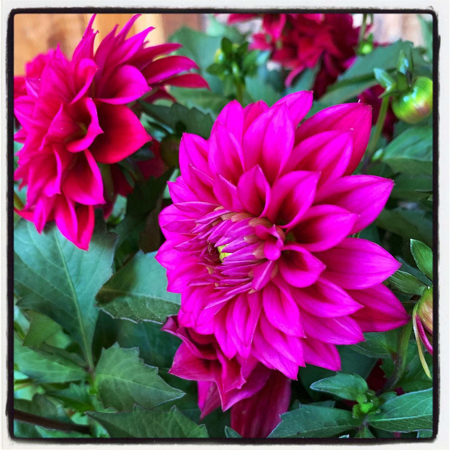 This photo was taken right before all the wild fires here in California. Hope everyone is safe and staying out of the smoke! #oto #growyourown #organic #flower #dahlia #garden #gardenchat #gardening #greenthumb