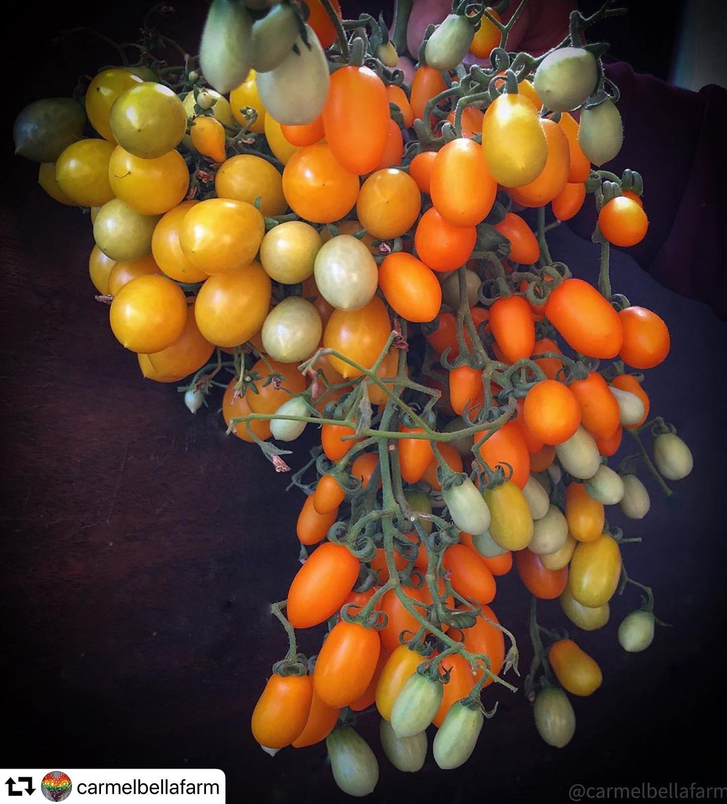 Simply amazing! If you don’t follow @carmelbellafarm, go check out her page!
・・・
🧡⭐️✨ Nature’s Candy 🤗🍭🍬
.
.
.
.
.
.
.
.
.
.
#cherrytomatoes#gold#naturescandy#beauty#edibleart#foodporn#naturesbeauty#foodphotography#tomatoes#organictomatoes#heirloomtomatoes#tomatoseeds#organic#farm#harvest#foodstyling#photography#homegrown#yum#snacks#plantbased#eatclean#organicfood#growyourown#plants#tomatoplants#fromseed#homestead#dinner#healthyliving
