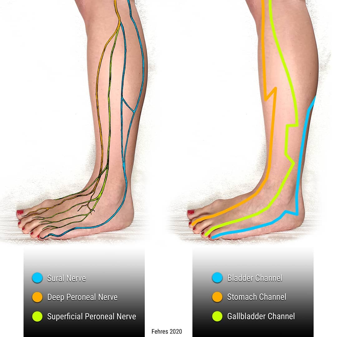 My new online acupuncture education platform is ready for release at 12AM tonight. If you would like to improve your knowledge of acupuncture from a modern perspective and gain access to an ever-expanding library of resources make sure to check out On Point Pro at www.onpointpro.com.au or follow link in bio.
#acupuncture #acupuncturelife #acupuncturetherapy #acupunctureneedles #acupuncturist #acupunctureeducation #eastmeetswest #meridians #learnacupuncture #discover #newparadigm #traditionalchinesemedicine