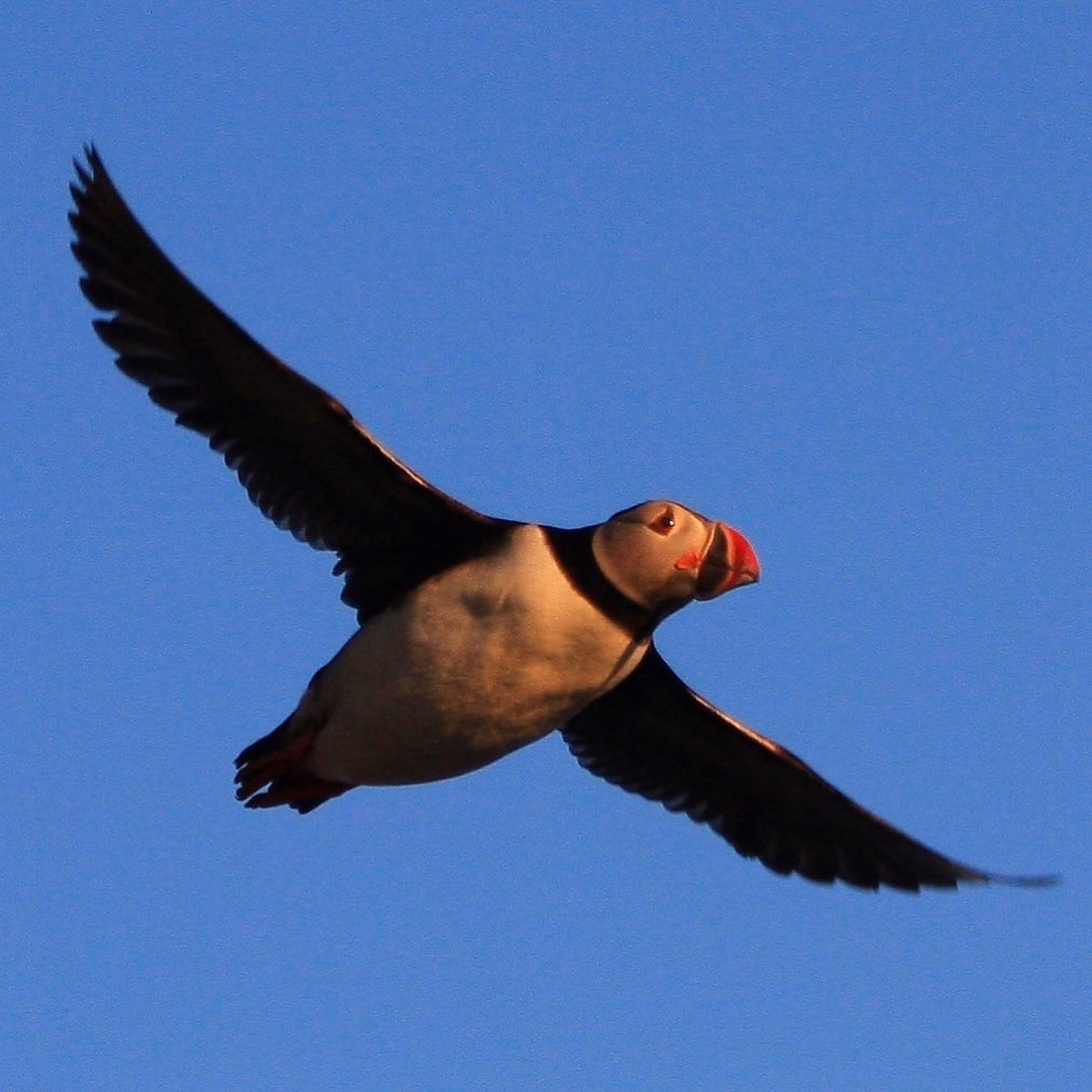Termina la temporada de Puffins (Frailecillos) en Islandia. Estas aves marinas comienzan estos días la migración hacia el sur, donde según los últimos estudios realizados, pasarán el invierno en algún punto en mitad del océano Atlántico. No será hasta el comienzo del verano que viene cuando regresen a los acantilados más próximos al polo norte donde acuden cada año para tener a sus crías. #Puffins #Frailecillo #Migración #Islandia #Iceland #nofilter #Vik #vikimyrdal