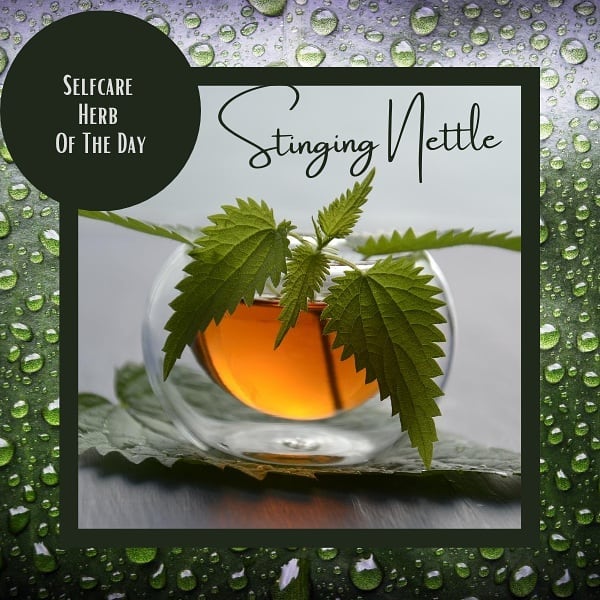 Nettle is a healing herb most popular among those with seasonal allergies, and many forms of arthritis.
Stinging Nettle contains many compounds that have pain relieving and anti-inflammatory properties.
.
Read more about stinging nettle
https://willowb.ca/58/2489
#willowb #herboftheday #nettle #naturalliving #cleaneating #tea #takechargeofyourhealth