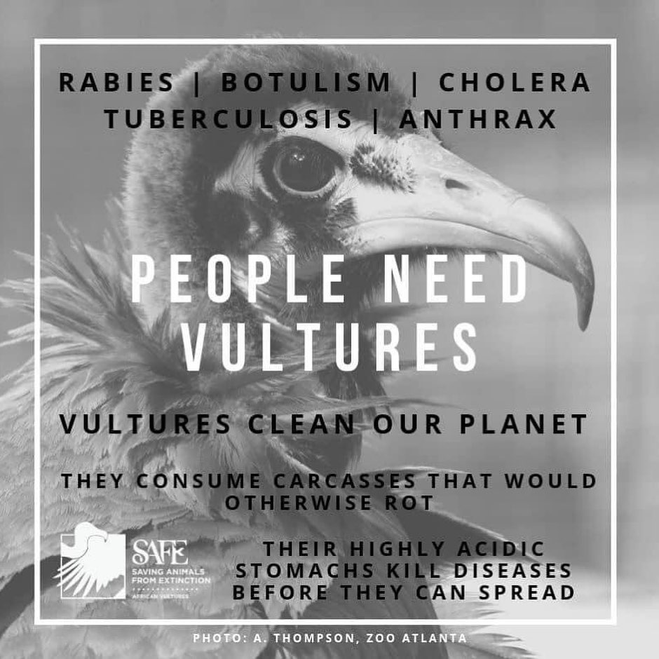 It’s #vulture awareness day! Take some time to appreciate the most endangered birds of prey, we need them!!! Vultures are incredibly useful in our ecosystem, social, smart and all around awesome!
#vultureawarenessday2020 #totalraptorexperience #conservation #nature #optoutside🌲
