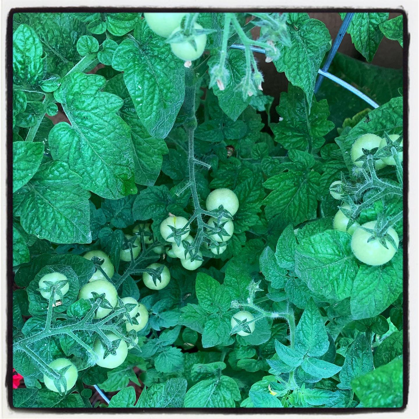 Not too long now before they’re all ready to harvest! 🍅✌️#oto #growyiuriwn #organic #hydro #garden