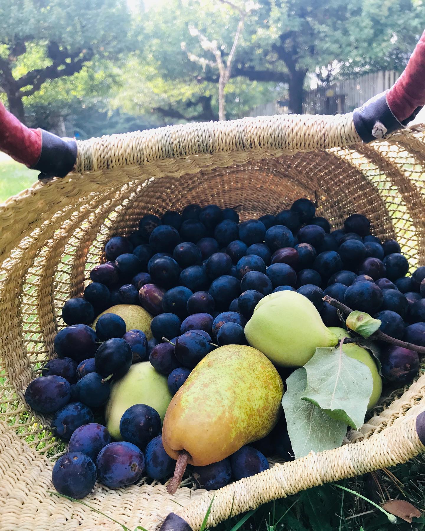 This Is Just to Say~
I have eaten
the plums
that were in
the icebox
and which
you were probably
saving
for breakfast
Forgive me
they were delicious
so sweet
and so cold.
🍇William Carlos Williams