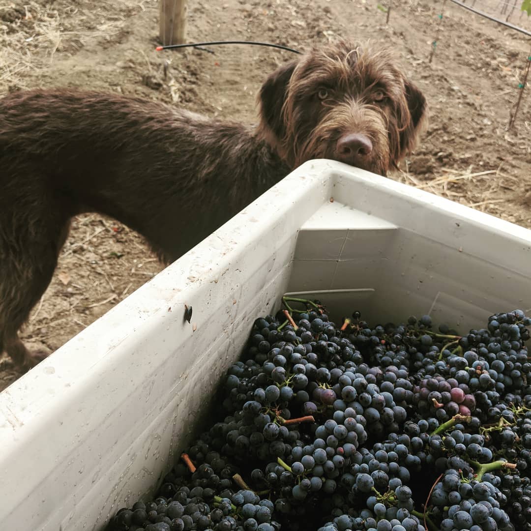 Despite the challenges of 2020, there is so much to be thankful for. Cheers to our second harvest! @travis_theranch @tate_watson @hannah_g_w_ @nicolegwatson and Gitta the dog ❤️
#oregonwine #oregonfarmers #oregonpinot #oregonviticulture #pinotnoir #yamhillcarltonava #vineyardlife #viticulture #Oregon #elkcovevineyards #bishopscottranch #orwinedogs