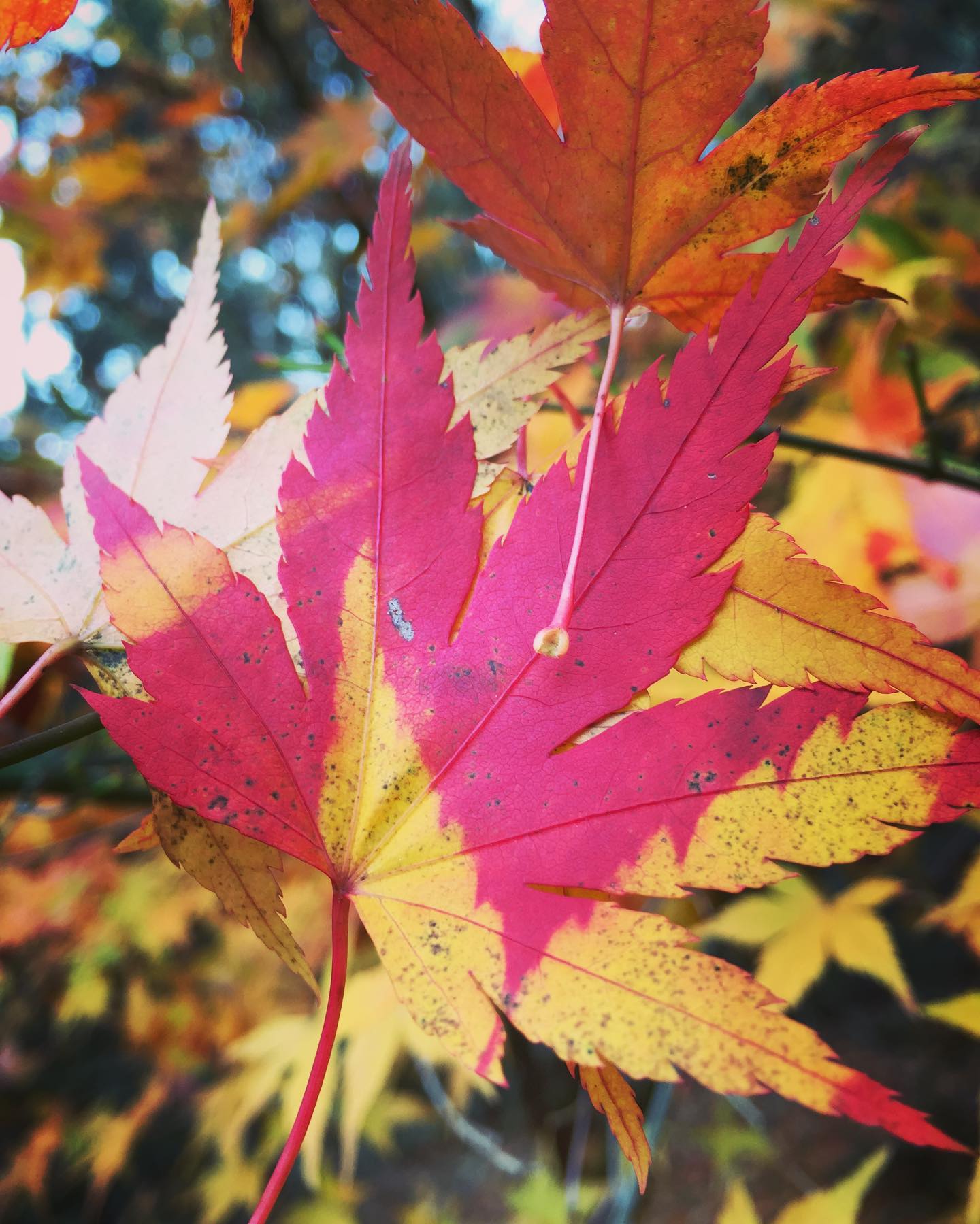 Autumn is a second spring
When every leaf is a flower
~ Albert Camus