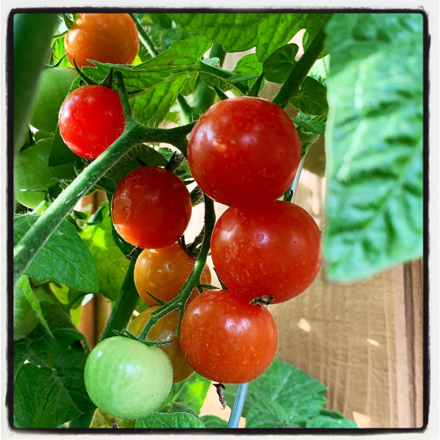 First fall harvest will be very sweet! 🍅😋 #oto #growyourown #organic #tomato #garden #gardenchat #gardening #greenthumb
