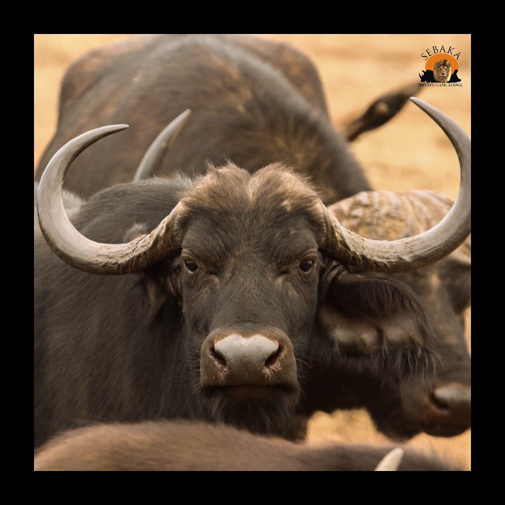 Just a Buff with an Attitude 🐃
A Fully Halaal Game Lodge Situated In
Mpumalanga
Visit Our website www.sebakalodge.com for more information.
Check out our story for specials and updates.
#ultimatebushexperience #sebakaprivategamelodge
#africansafari
#safari
#southafrica
#mpumalanga
#bushsafari
#experienceafrica
# bushlife
