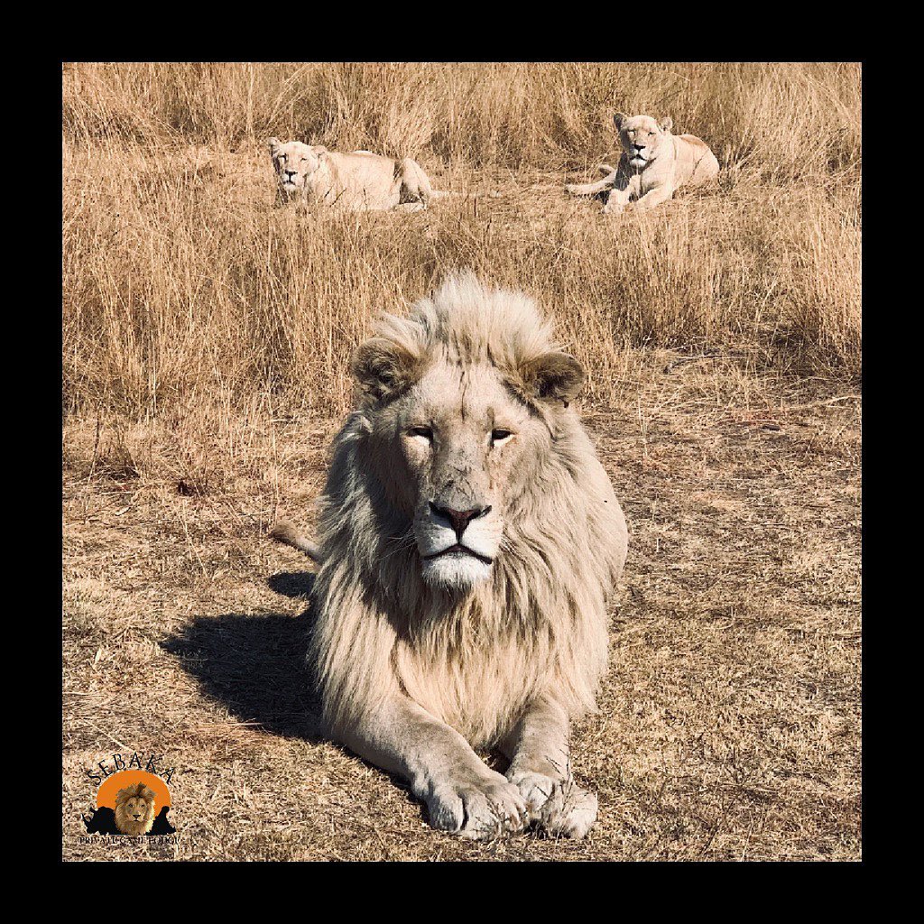 Nope , not sleeping just mediating 🦁.
A Fully Halaal Game Lodge Situated In
Mpumalanga Visit Our website www.sebakalodge.com for more information.
Check out our story for specials and updates.
#ultimatebushexperience #sebakaprivategamelodge #africansafari #safari #southafrica #mpumalanga #bushsafari #experienceafrica #bushlife