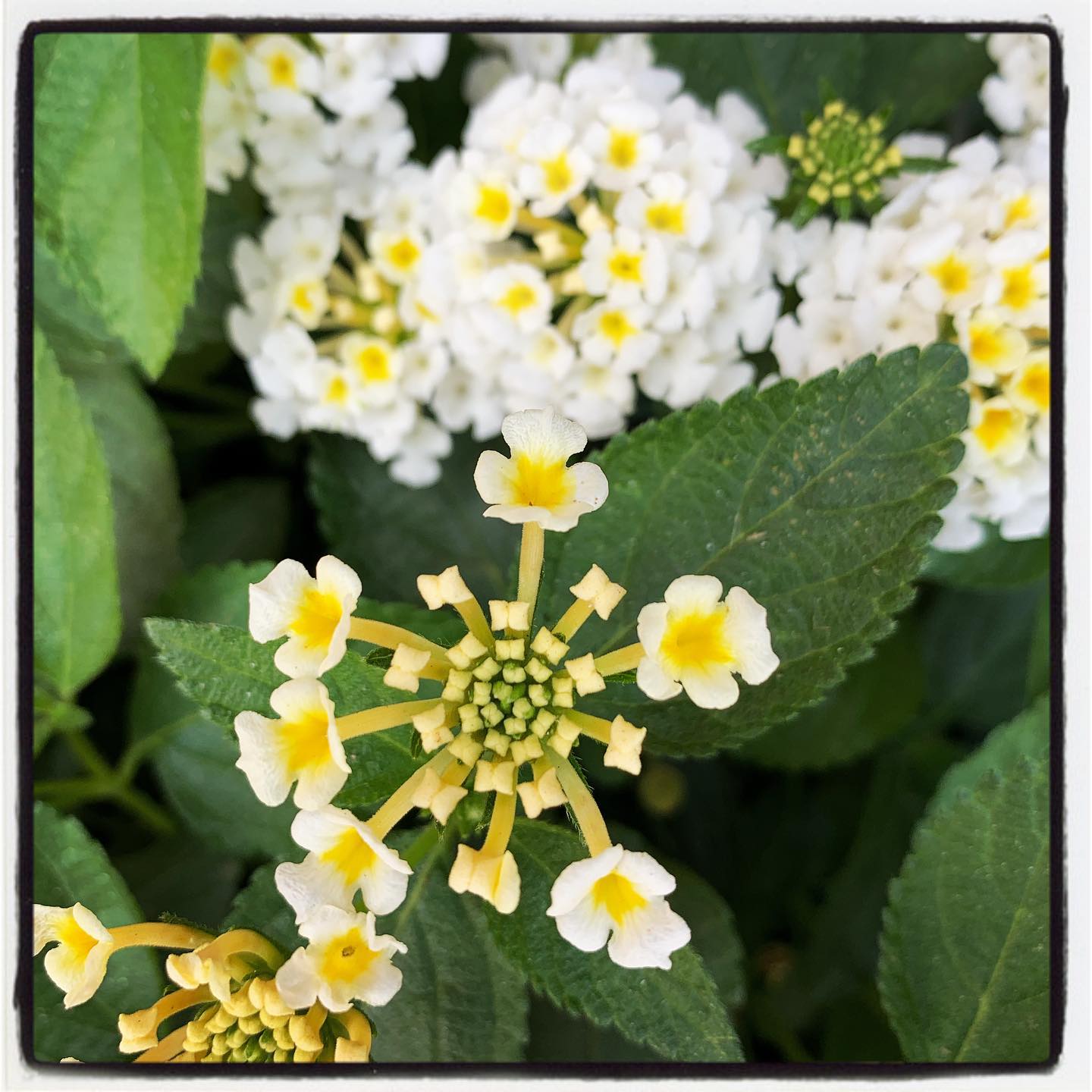 Enjoying each little bloom, anyone know the name of this plant? #oto #growyourown #organic #flower #pollinator #garden #gardening #greenthumb #gardenchat