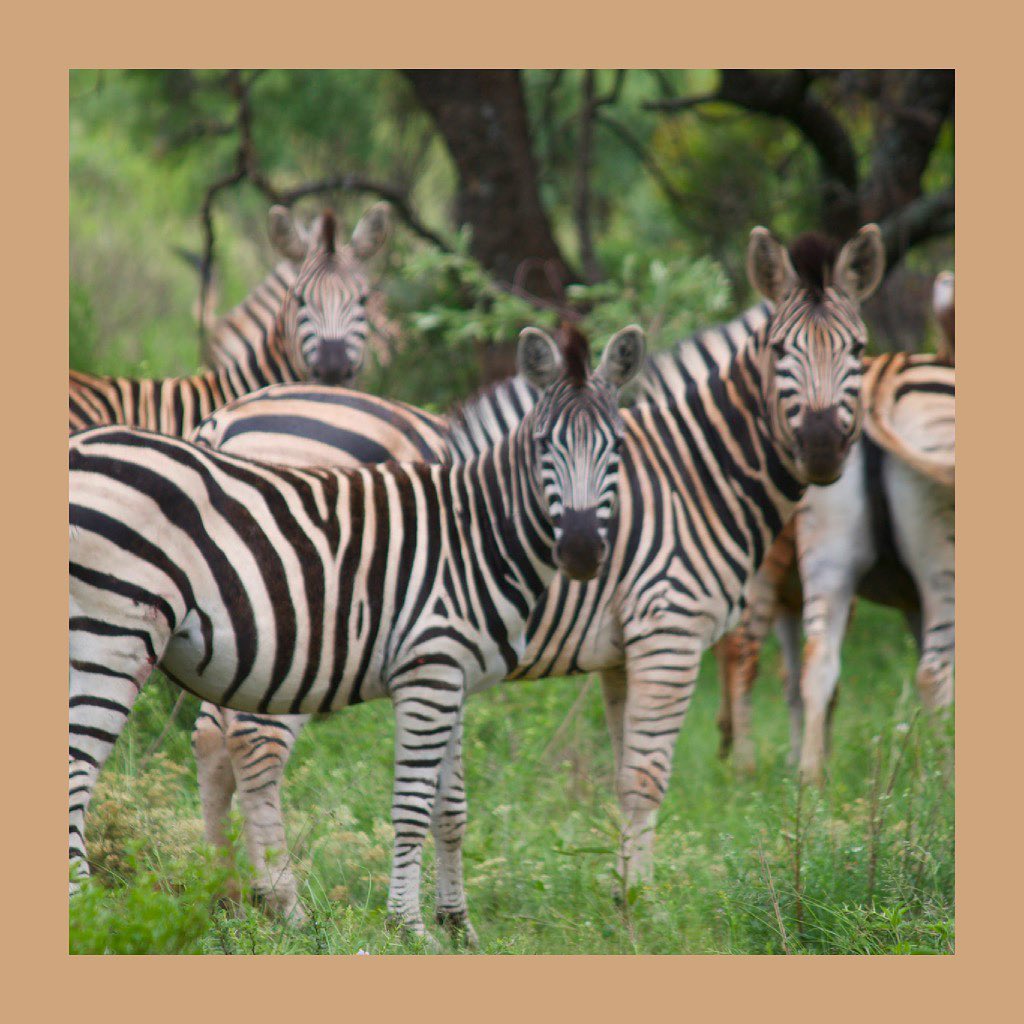 A Group of Zebras is called a Dazzle , which is also the perfect word to describe the encounters you’ll have with them at our lodge.
Just Dazzling 🦓