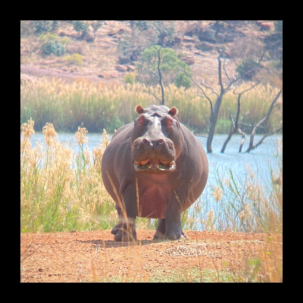 Beautiful Hippopotamus spotted at the Famous Sebaka Hippo Dam 🦛
View this Amazing Animal and so much More... Visit our website www.sebakalodge.com for more info
#hippo #hippoDam #luxurySafariLodge #experienceLife #experienceAfrica # #experienceSebaka