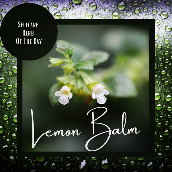 If you have ever experienced anxiety, brain fog, or a nervous stomach ache, then lemon balm is the quick relief herbal ally you need. A calming sensation and energized by its citrus-minty flavour.
WillowB.ca/7/2484
.
.
.
#herbs #lemonbalm #tisane #melissa #greenliving #naturalliving #herboftheday #anxiety #calming #kickanxietynow #willob