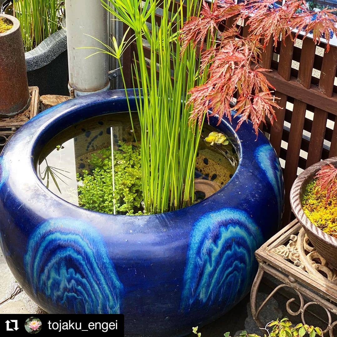#Repost @tojaku_engei #watergardens #containerpond
• • • • • •
水生植物生産販売 杜若園芸
いい色になってきました。
京都の紅葉ももうそろそろかな?
紅葉狩りで京都においでの際は
足を伸ばして杜若園芸の
小さな紅葉狩りも
していってく