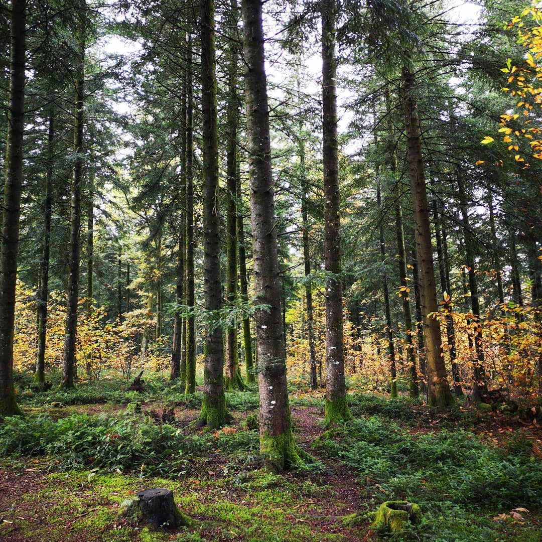 🌲 Belle forêt tu me manques déjà... 🌲
...
..
.
#forest #foret #nature #naturephotography #naturelover #natureshot #wildlife #wildwoman #tree #fir #green #breathe #free