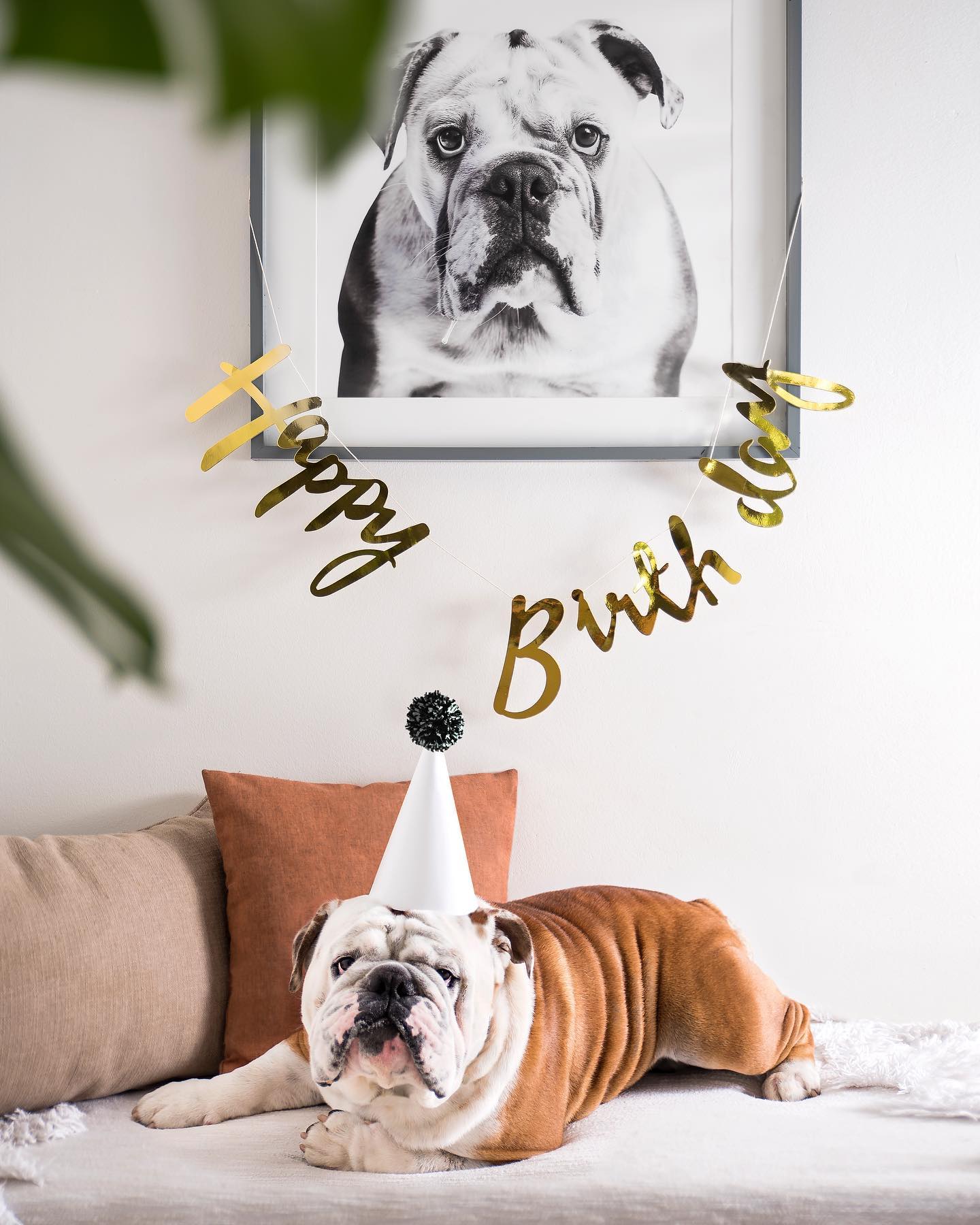 Happiest 3rd Birthday to my lil fur baby Walter 🙌🎉🍰🥳 my life has been so full with you in it, thanks for being you and for the constant slobbery kisses 🥰
#sorryicantmydogandihaveplans #birthdaybully #bulldogsofinstagram #birthdayboy #allyouneedisloveandadog #dogmom #crazyaboutbulldogs