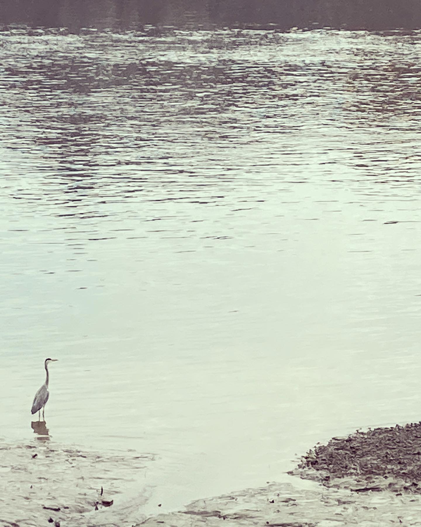 Nature is full of messages for us when we are open to receive them.
The heron symbolises stillness and tranquility, and how these two are valuable resources when walking our paths as human beings.
It also means determination and speaks to our sense of independence.
And of course, those were exactly the qualities needed today.
#Art2BeHuman #connection #choice #creativity #nature #signs #walking #intuition