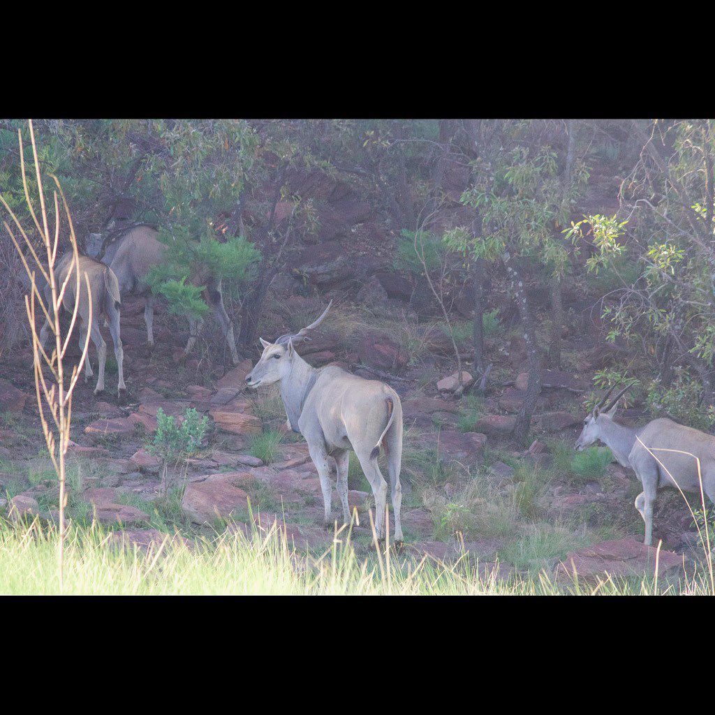 Eland - let’s start with the biggest.The common eland of Sebaka is a mighty beast standing up to 1.8m at the shoulder and weighing as much as 800kg.The robust neck, head and spiraling horns take it well over 2m in height.
Visit Our website www.sebakalodge.com for more information.
A wonderful animal to see on any Sebaka trip..
#gamedrive
#eland
#horns
#beauty
#sebakaprivategamelodge