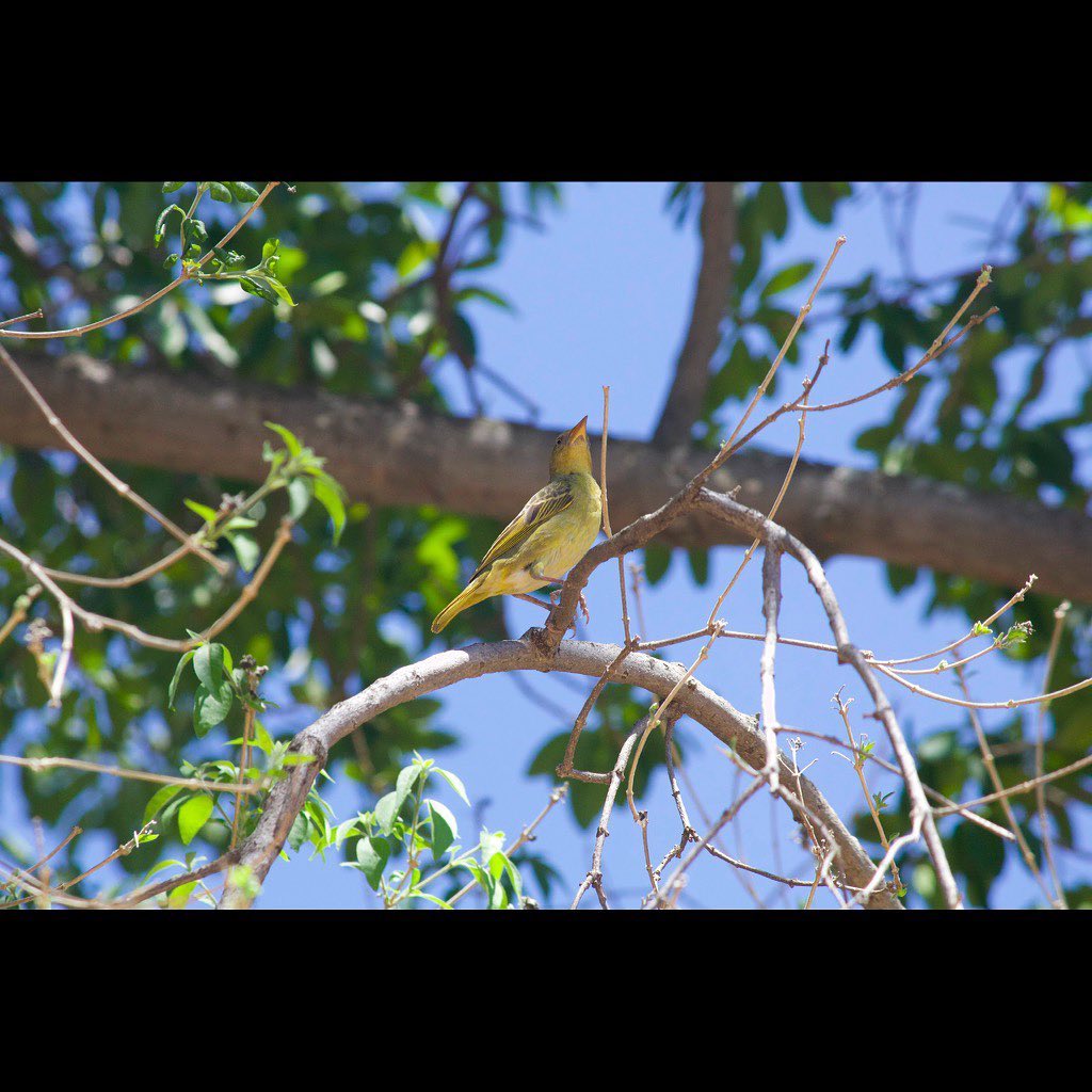 The male collared sunbird begins it’s nest construction with a grass ring . The oval outer shell is then made, mainly out of dried grass, twigs and leaves which are woven around the initial ring
Visit Our website www.sebakalodge.com for more information.
Check out our story for specials and updates.
#ultimatebushexperience #sebakaprivategamelodge
#mpumalanga
# bushlife
#bird
#nature_perfect
#naturephotography