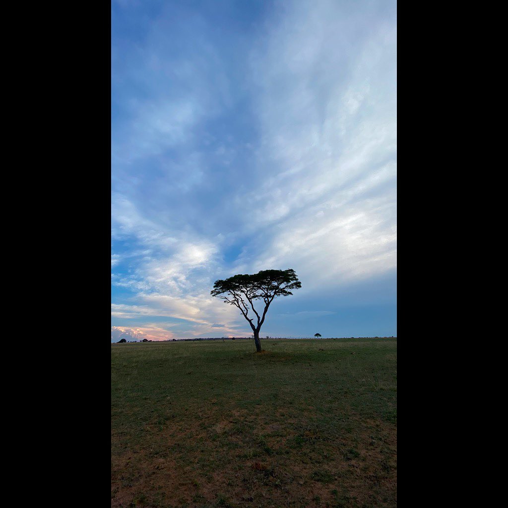 It is incredible how quickly the bush transforms from bare trees and brown grass to a carpet of greenery almost overnight once the first rains have fallen 🌱
To learn more about our offerings, or to make a booking enquiry simply visit www.sebakalodge.com
#sunset
#travel
#sebakaprivategamelodge
