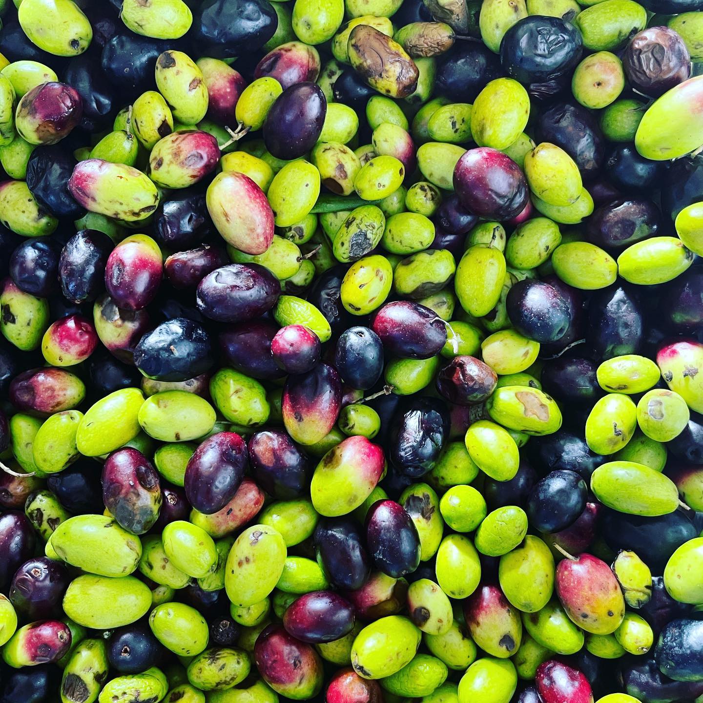 Dopo la vendemmia dedichiamo ogni anno molto tempo alle olive e all’olio. 🔍 collaborare con i produttori di tutta Italia per ottenere un olio sempre migliore attraverso analisi e consulenza tecnica💪🏻 #olioevo #doitbetter #enoadvance