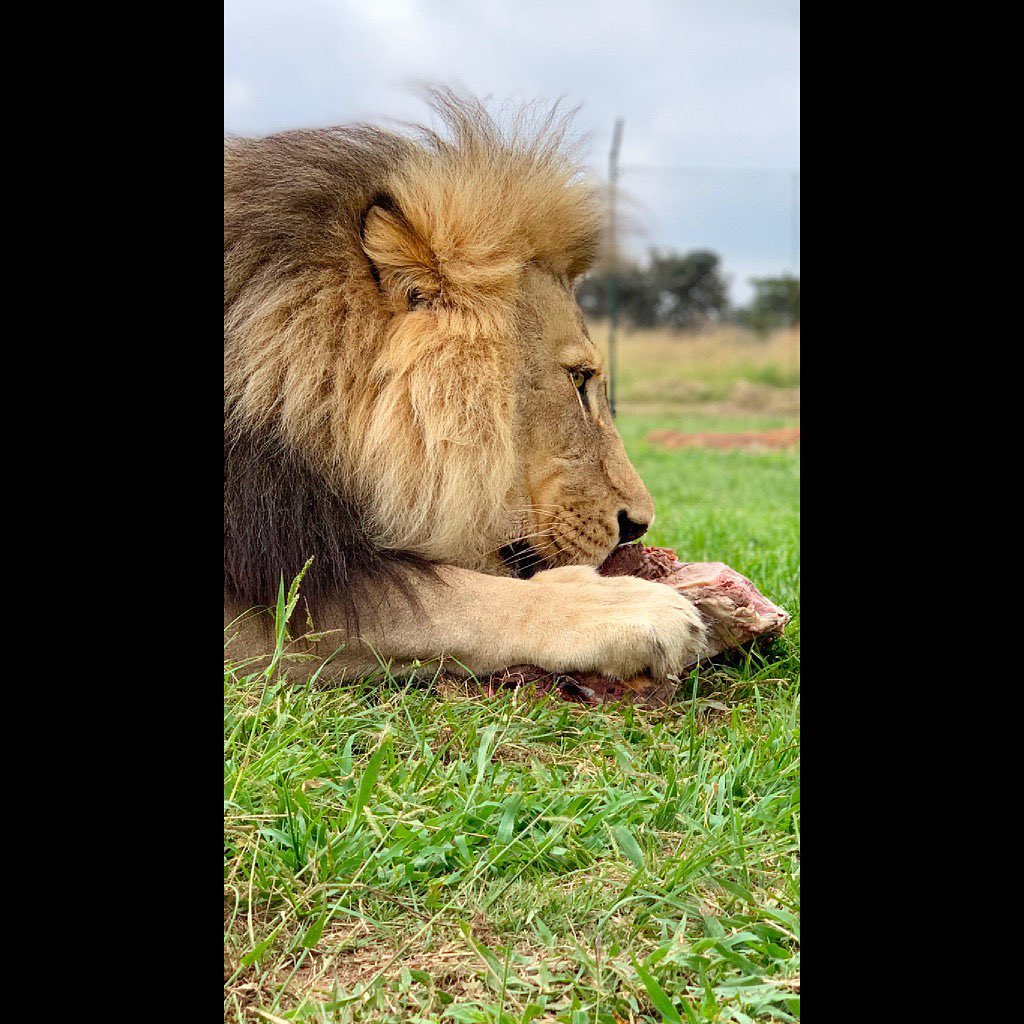 Casual Dining... 🦁
Visit Our website www.sebakalodge.com for more information.
A wonderful animal to see on any Sebaka trip..
#gamedrive
#lion
#beast
#sebakaprivategamelodge