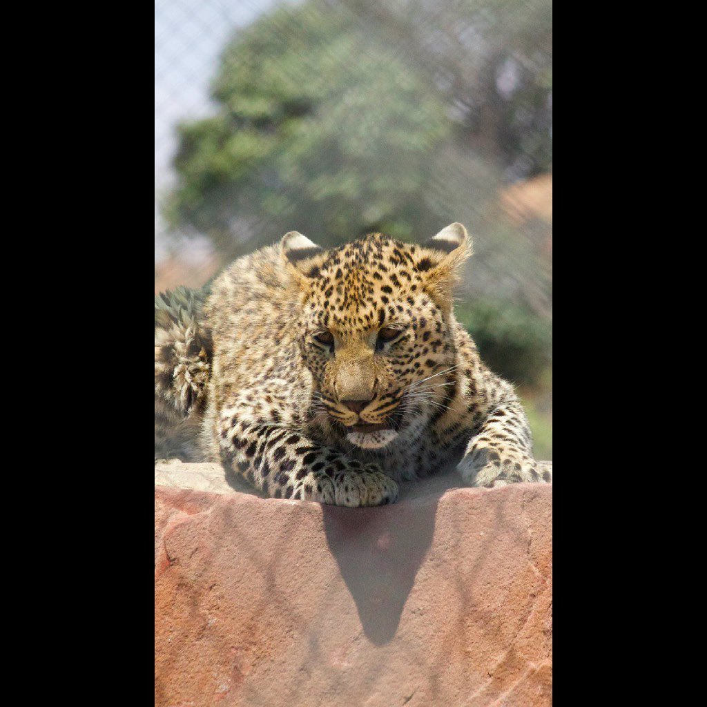 A magnificent portrait of a beautiful leopard 🐆 🐾
A Fully Halaal Game Lodge Situated In
Mpumalanga
Visit Our website www.sebakalodge.com for more information.
Check out our story for specials and updates.
#luxury
#travel
#cats
#sebakaprivategamelodge
#nature