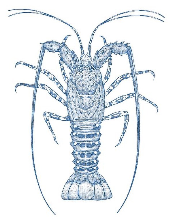 Southern Rock Lobster
(Jasus edwardsii)
Did you know the Female lobsters are the players - and they make the first move 😉#seakings #seafood